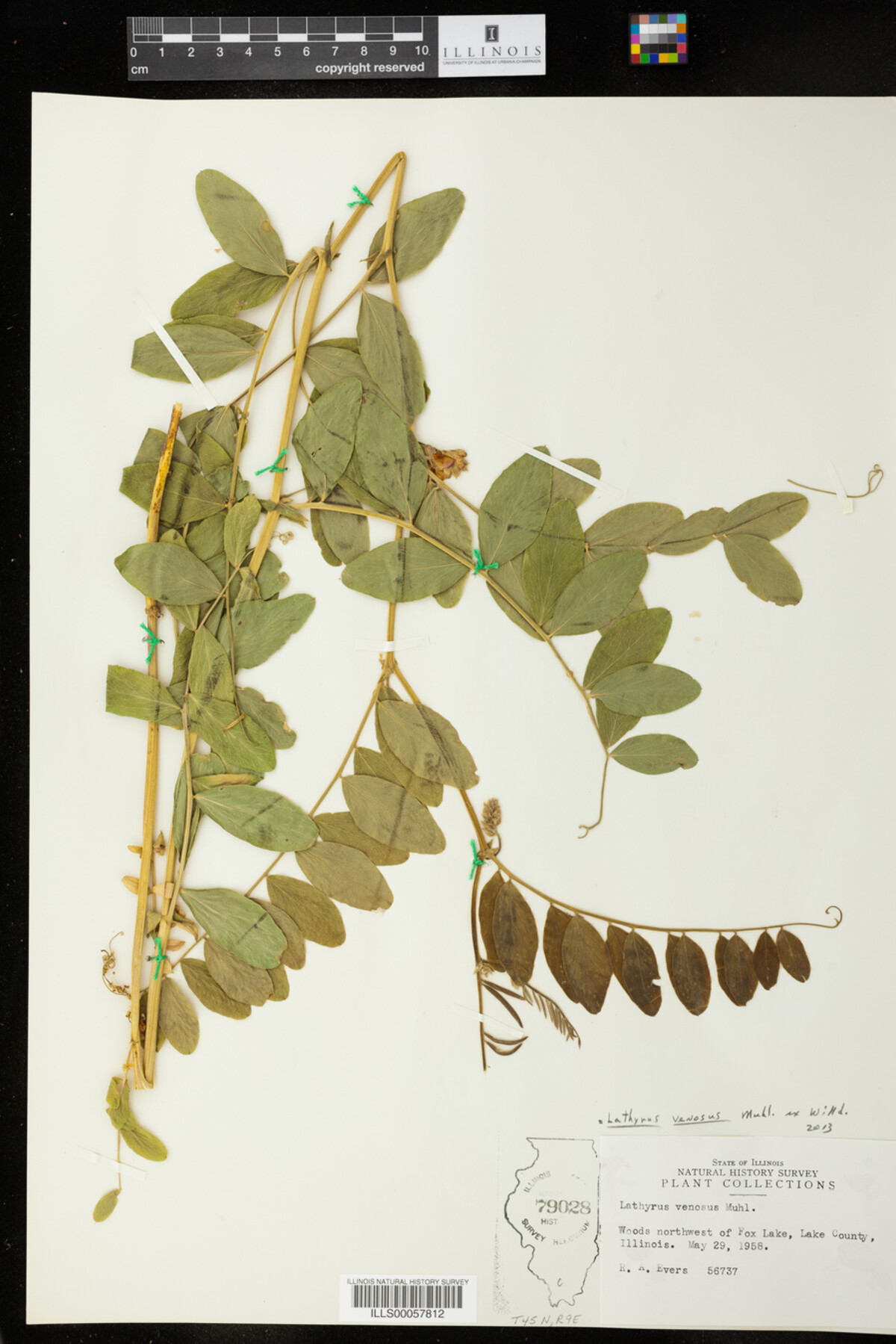 Lathyrus venosus image