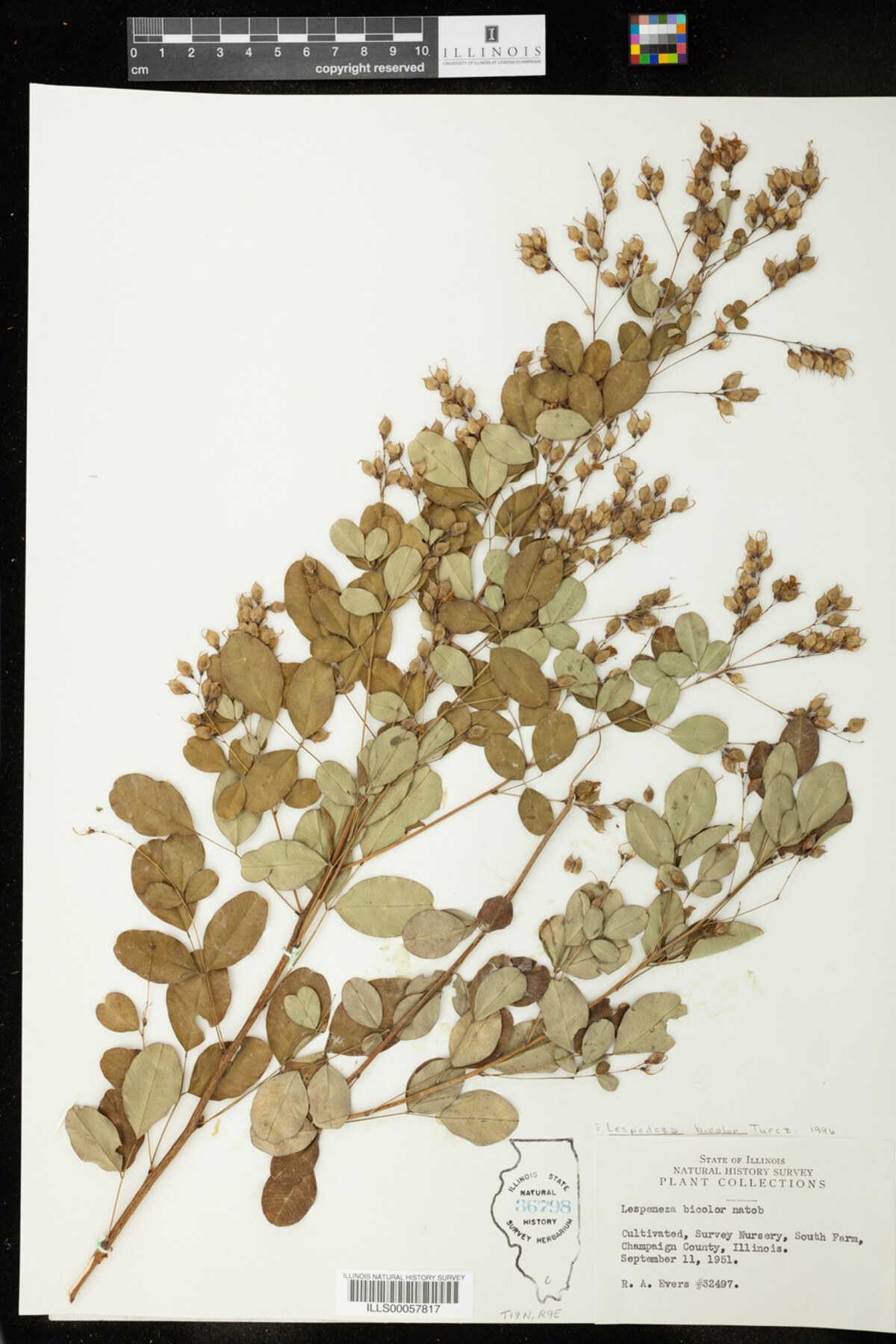 Lespedeza bicolor image