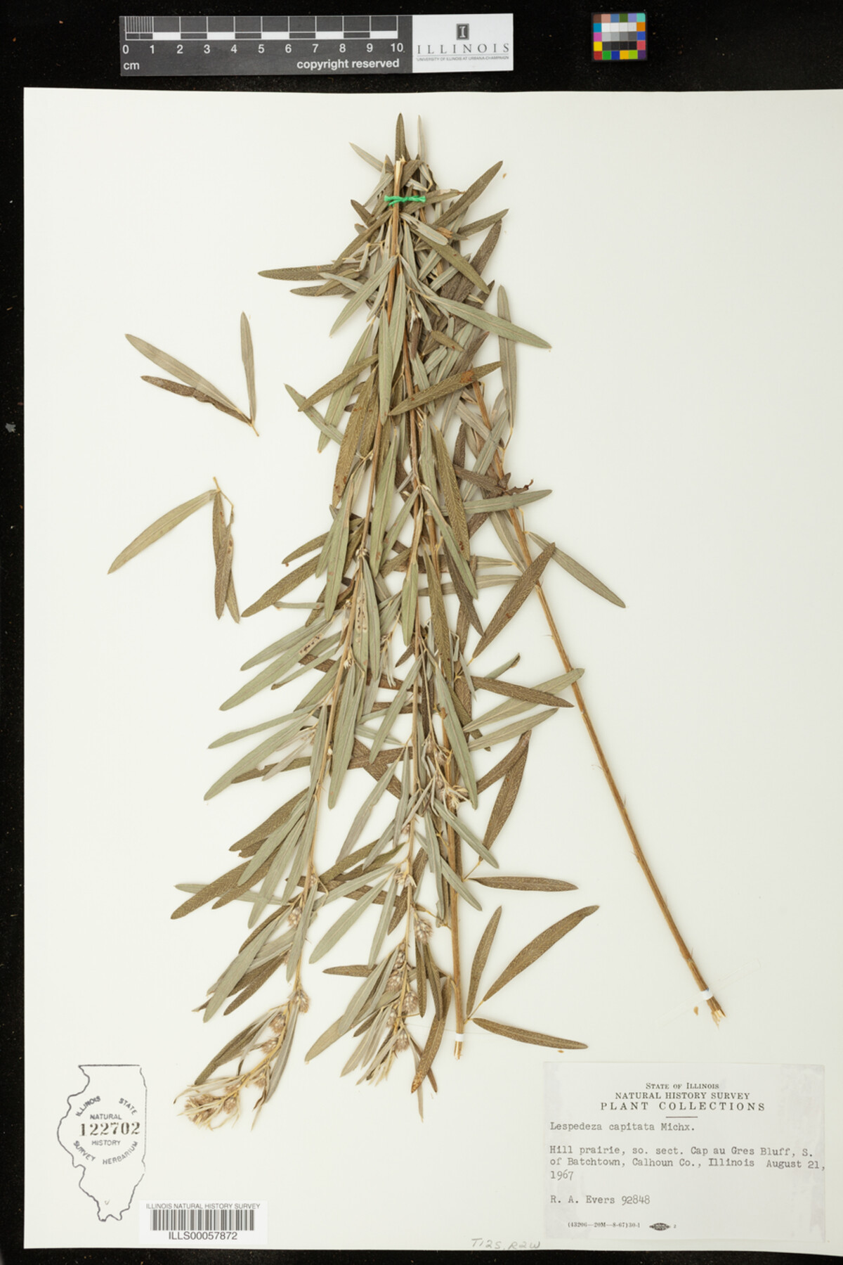 Lespedeza capitata image