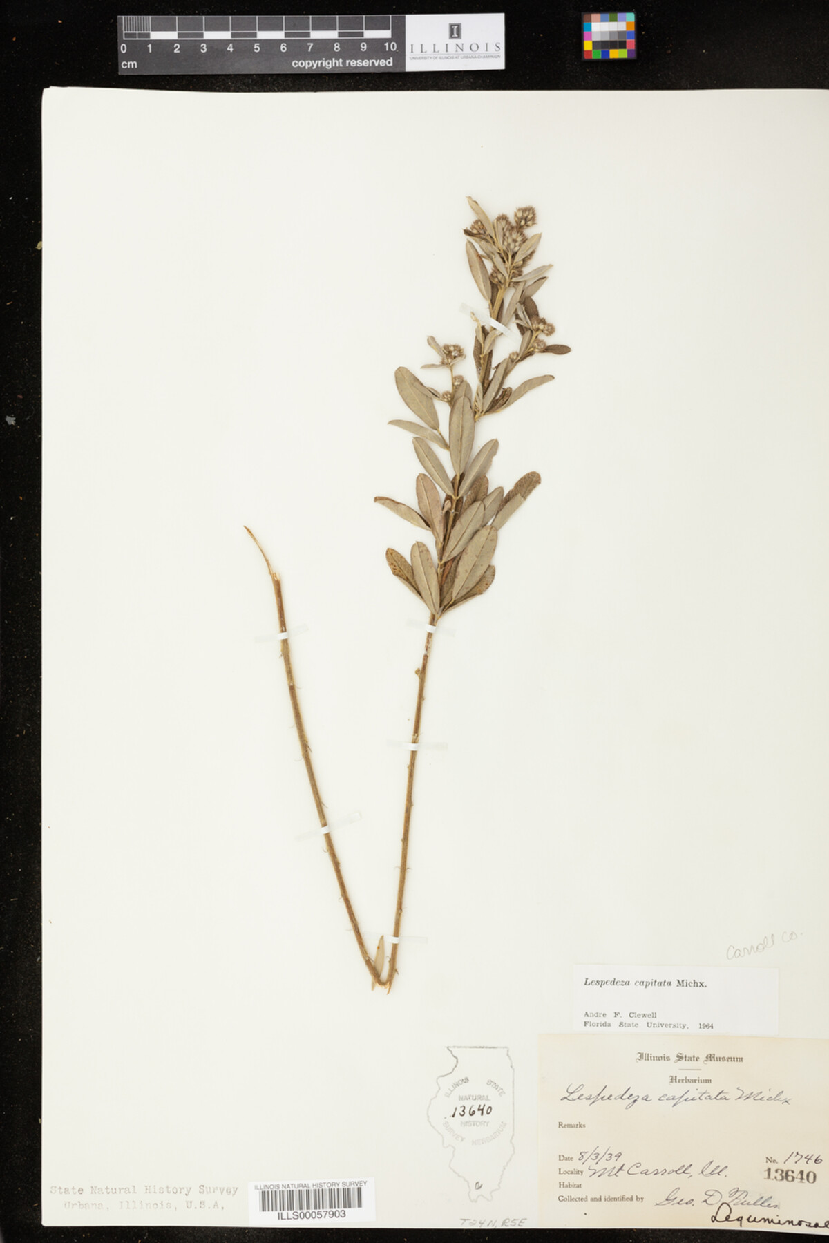 Lespedeza image
