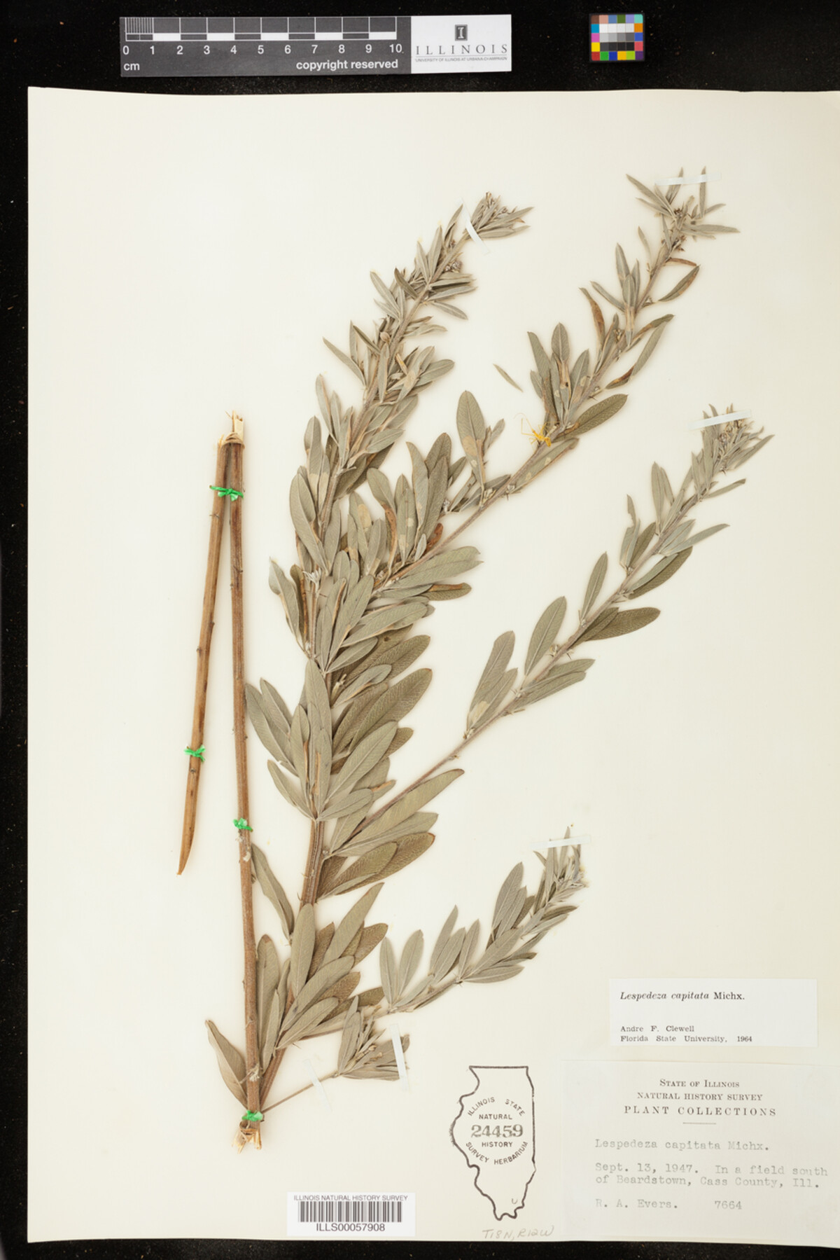 Lespedeza capitata image