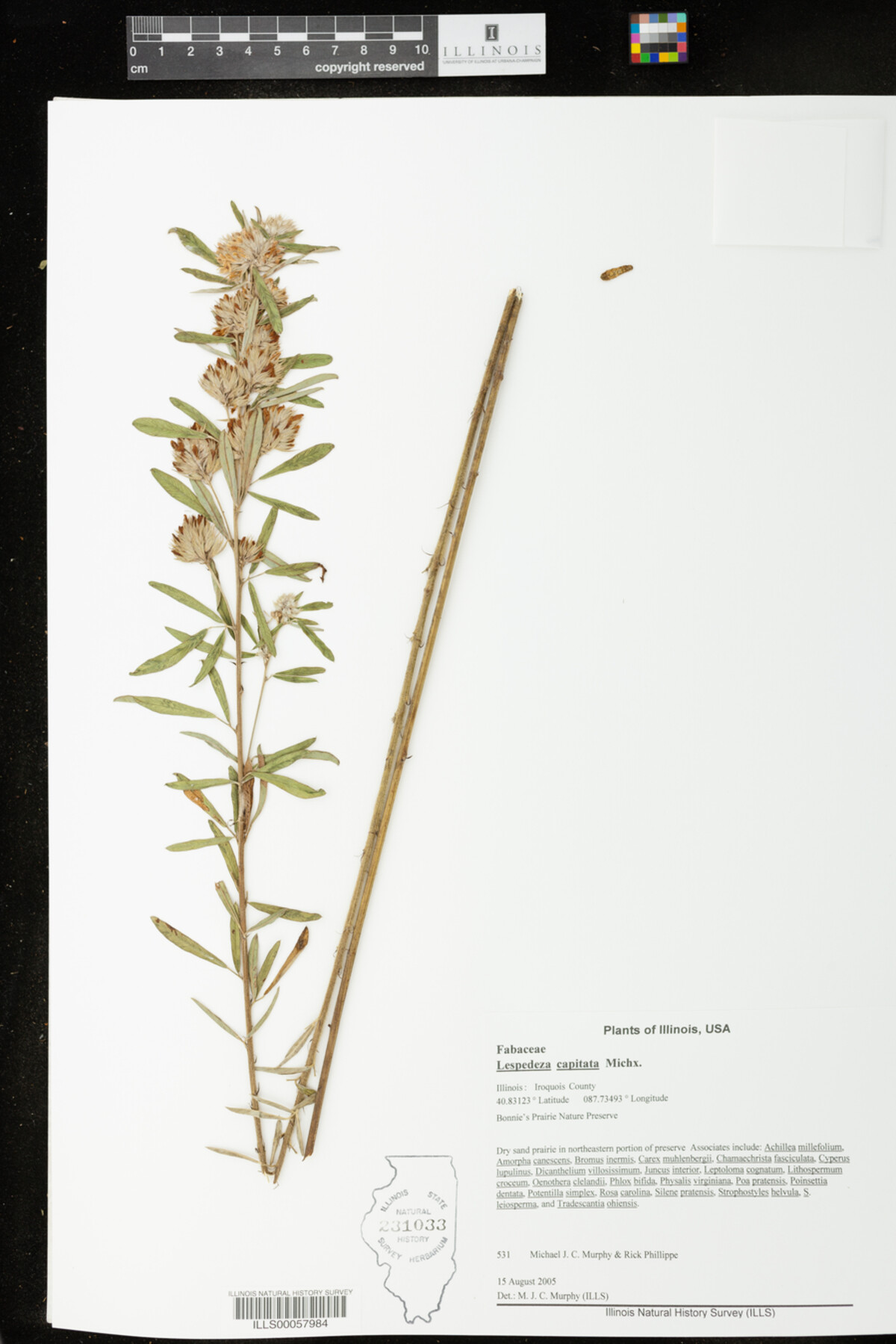 Lespedeza capitata image