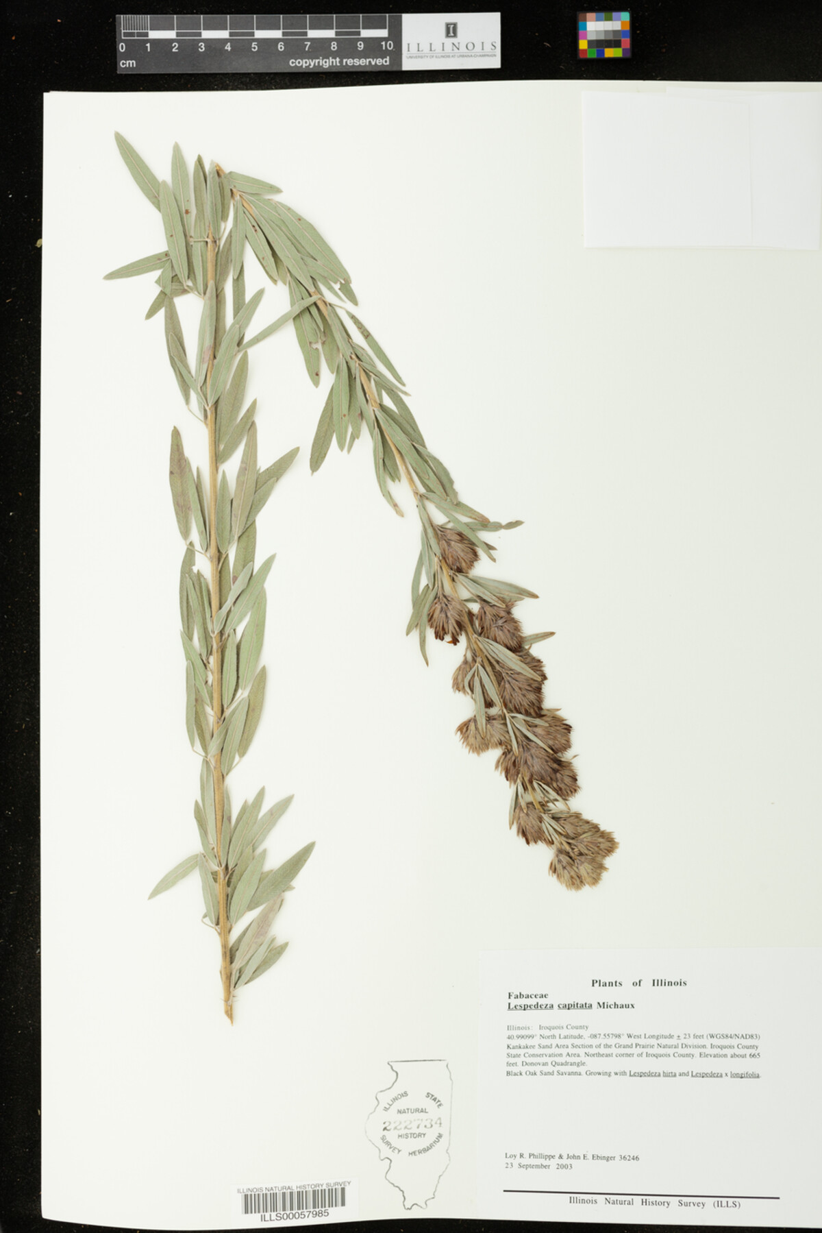 Lespedeza capitata image