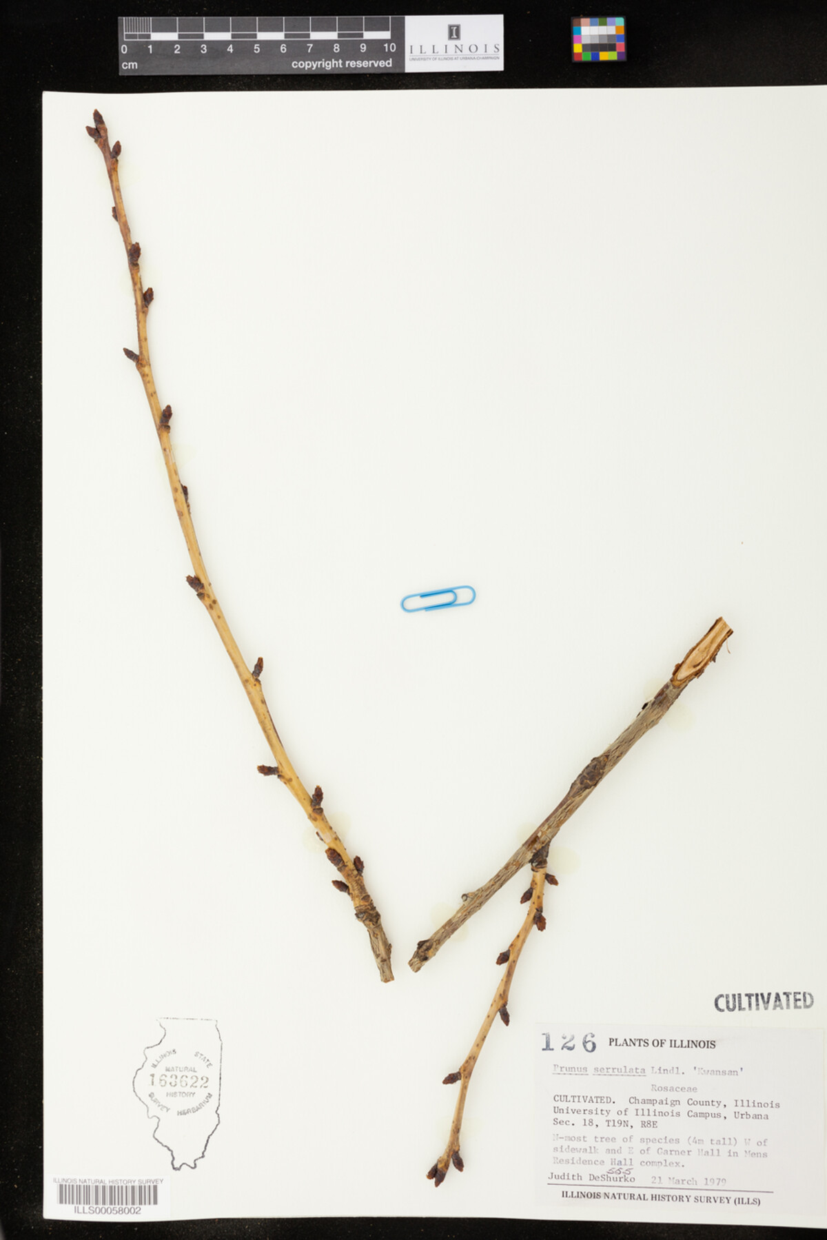 Prunus serrulata image