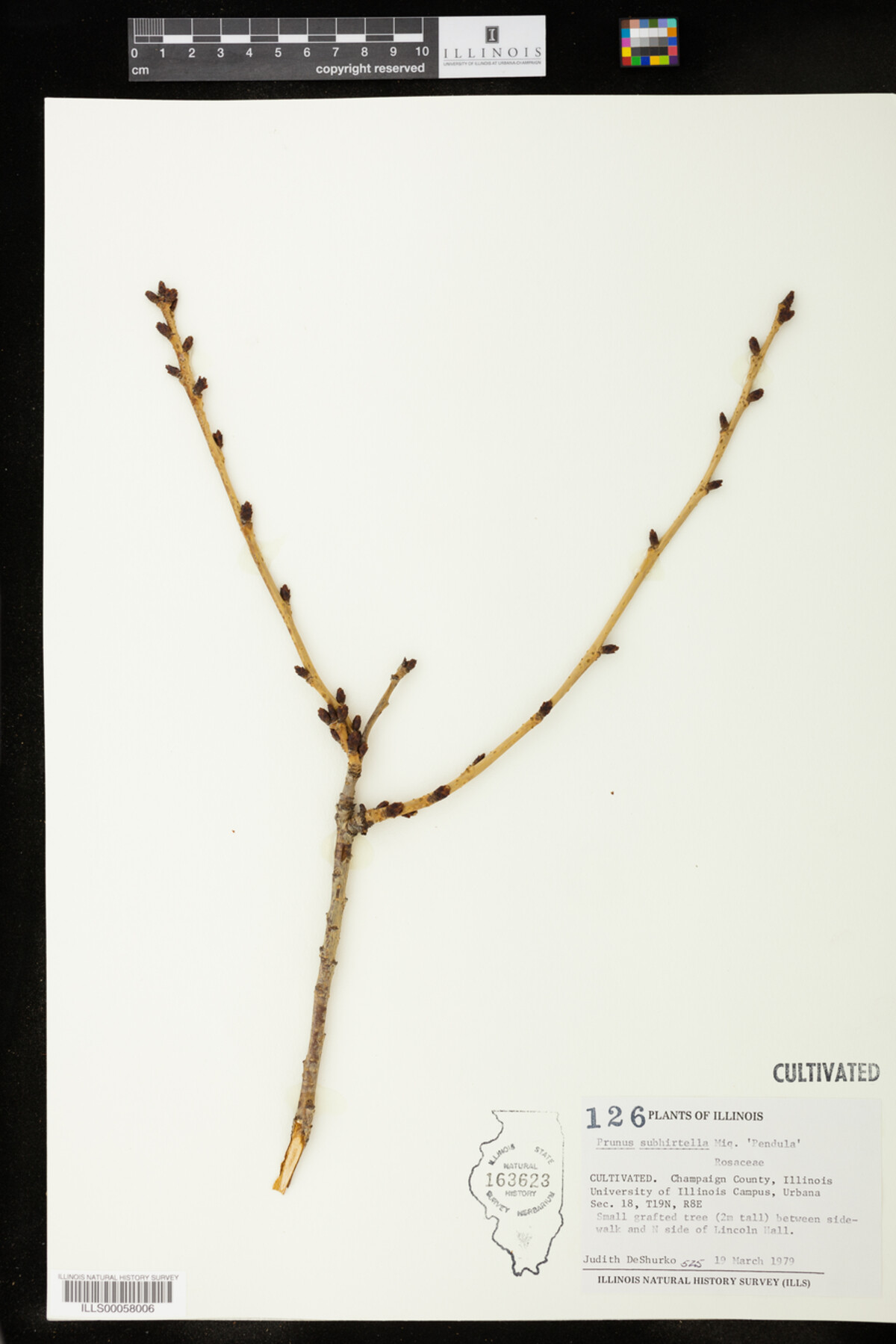 Prunus subhirtella image