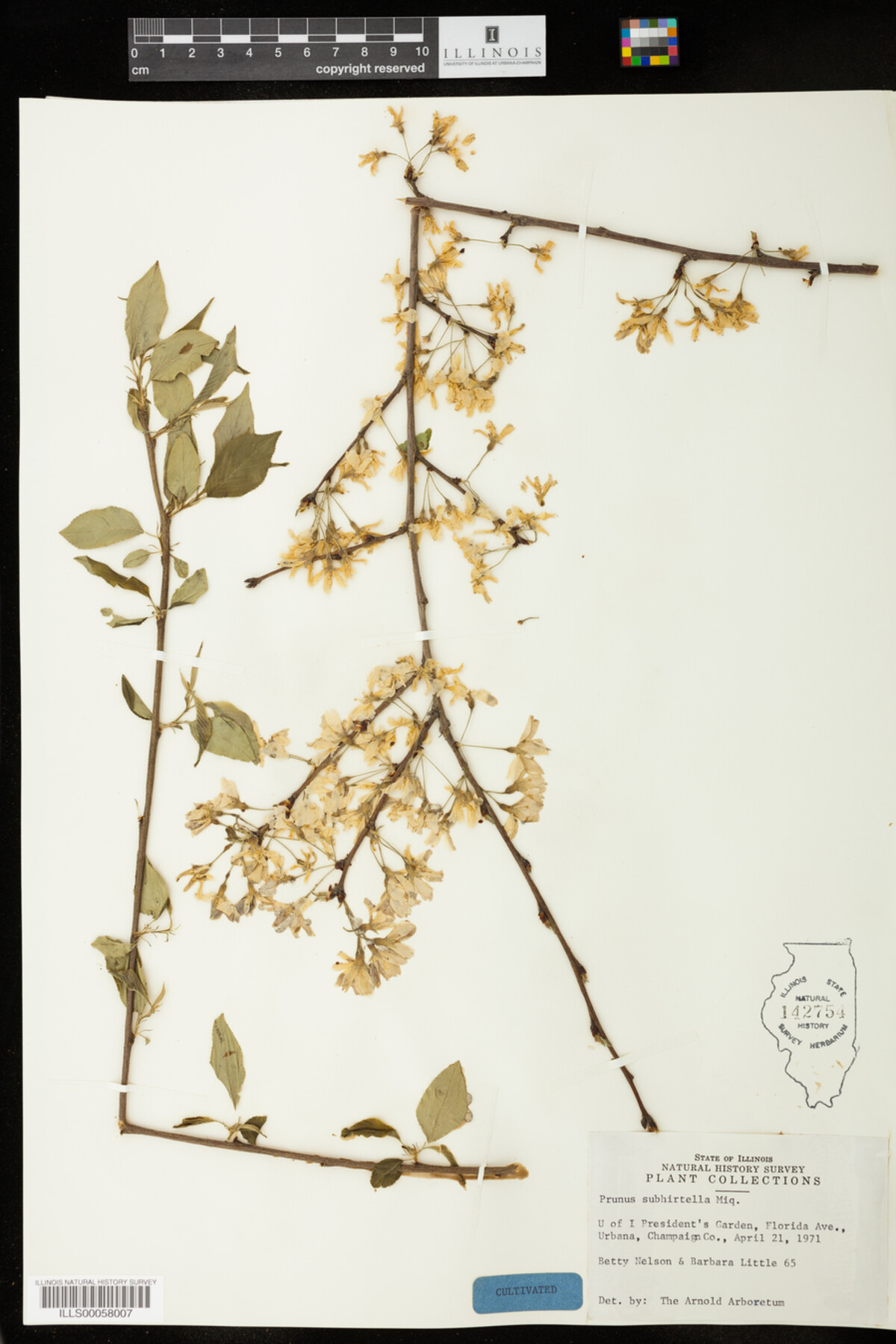 Prunus subhirtella image