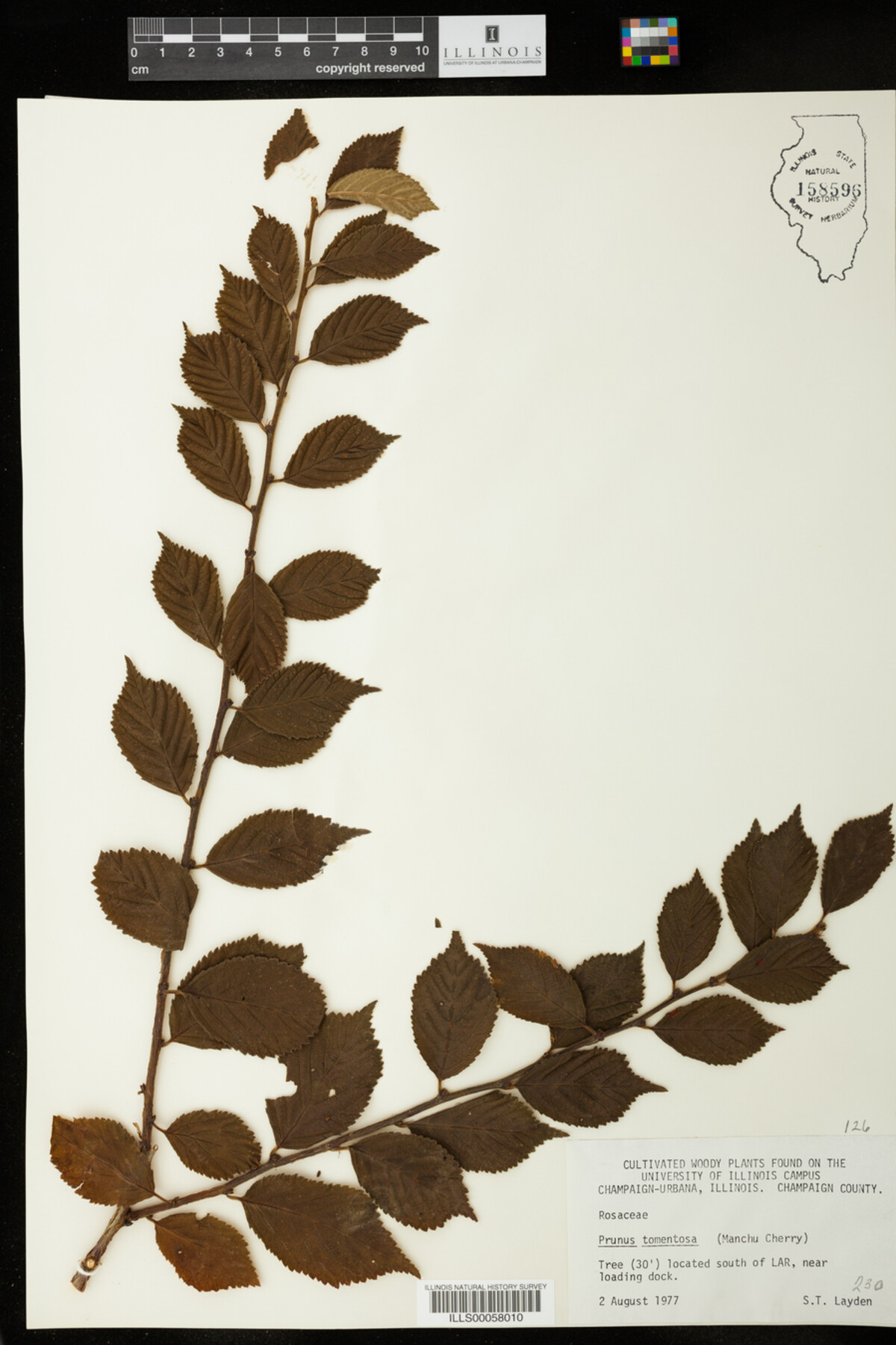 Prunus tomentosa image