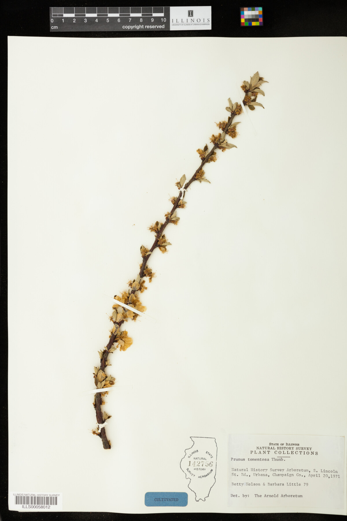 Prunus tomentosa image