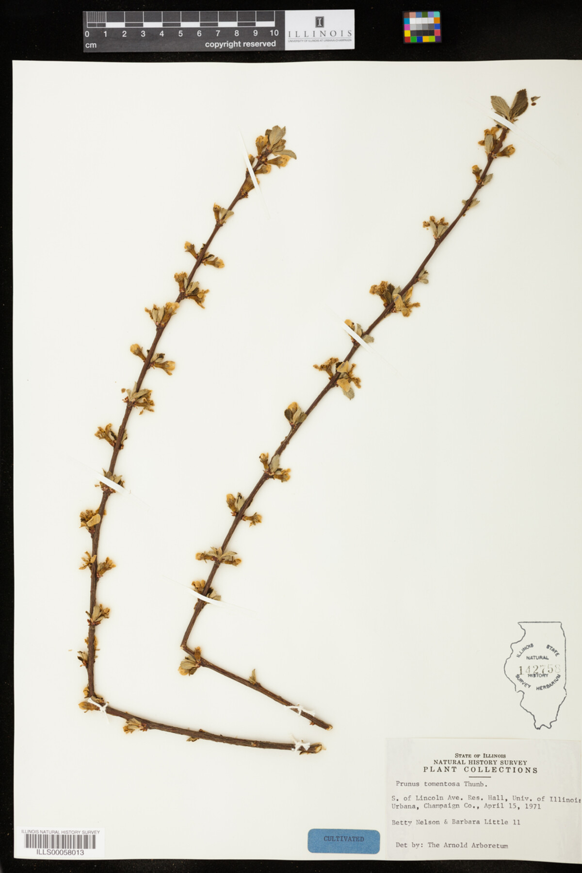 Prunus tomentosa image