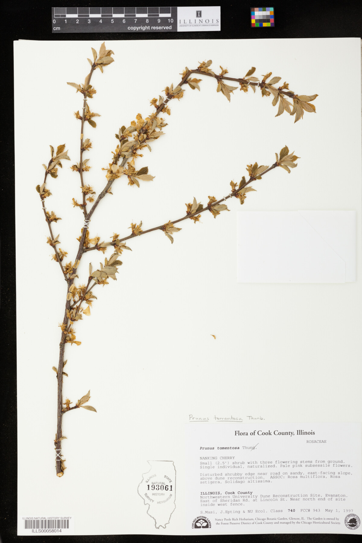 Prunus tomentosa image
