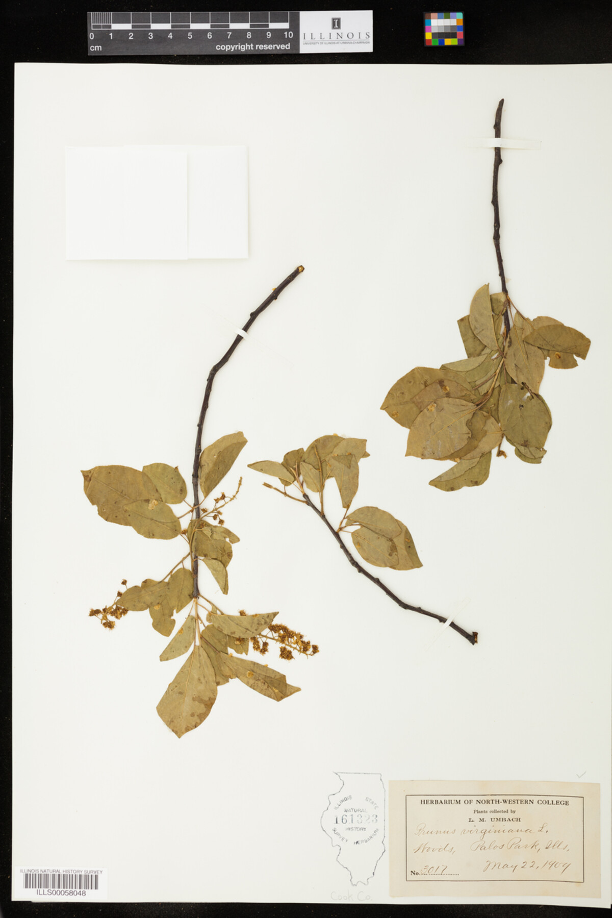 Prunus virginiana image