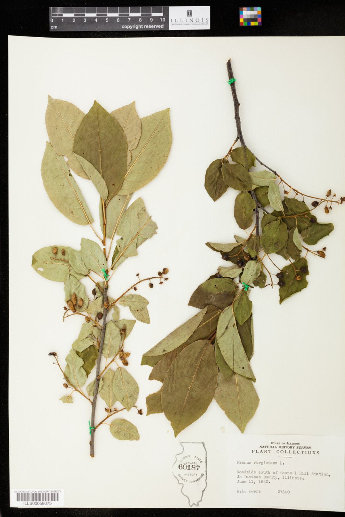 Prunus virginiana image
