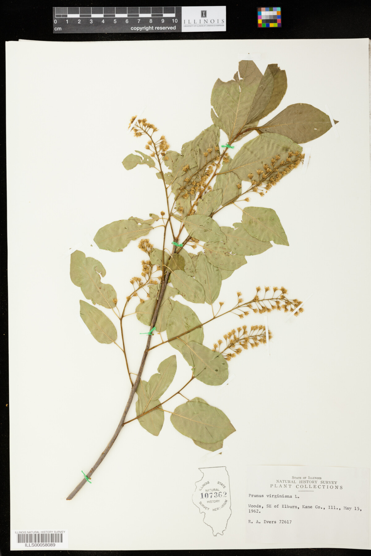 Prunus virginiana image