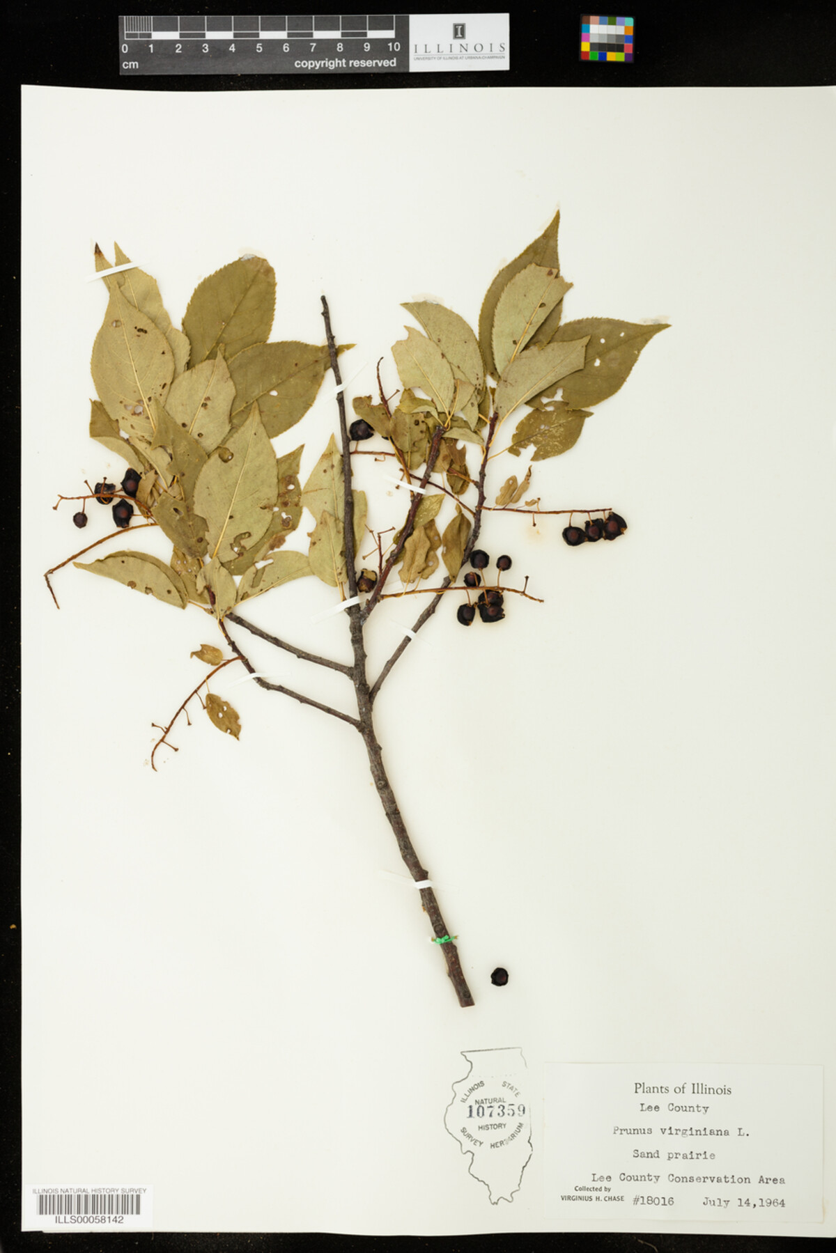 Prunus image