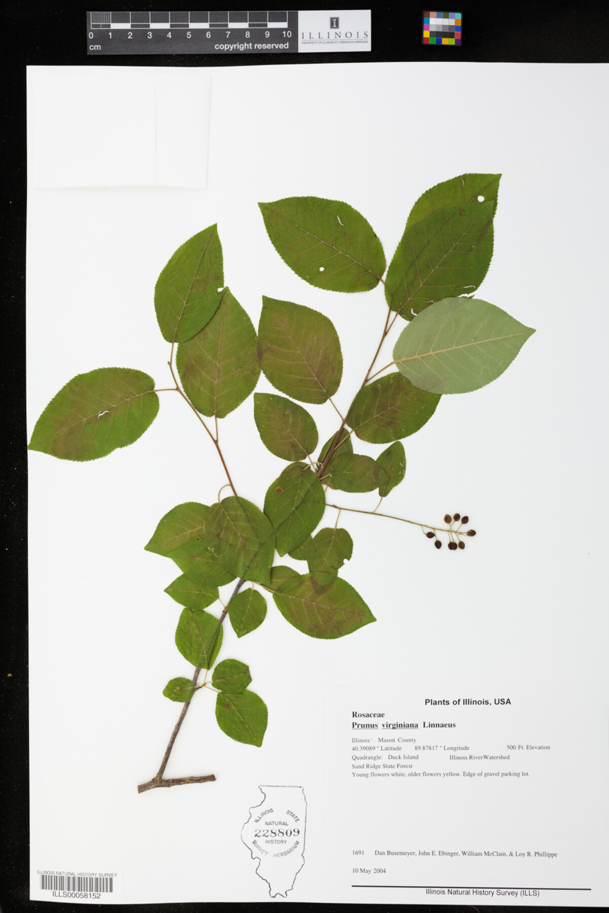 Prunus virginiana image