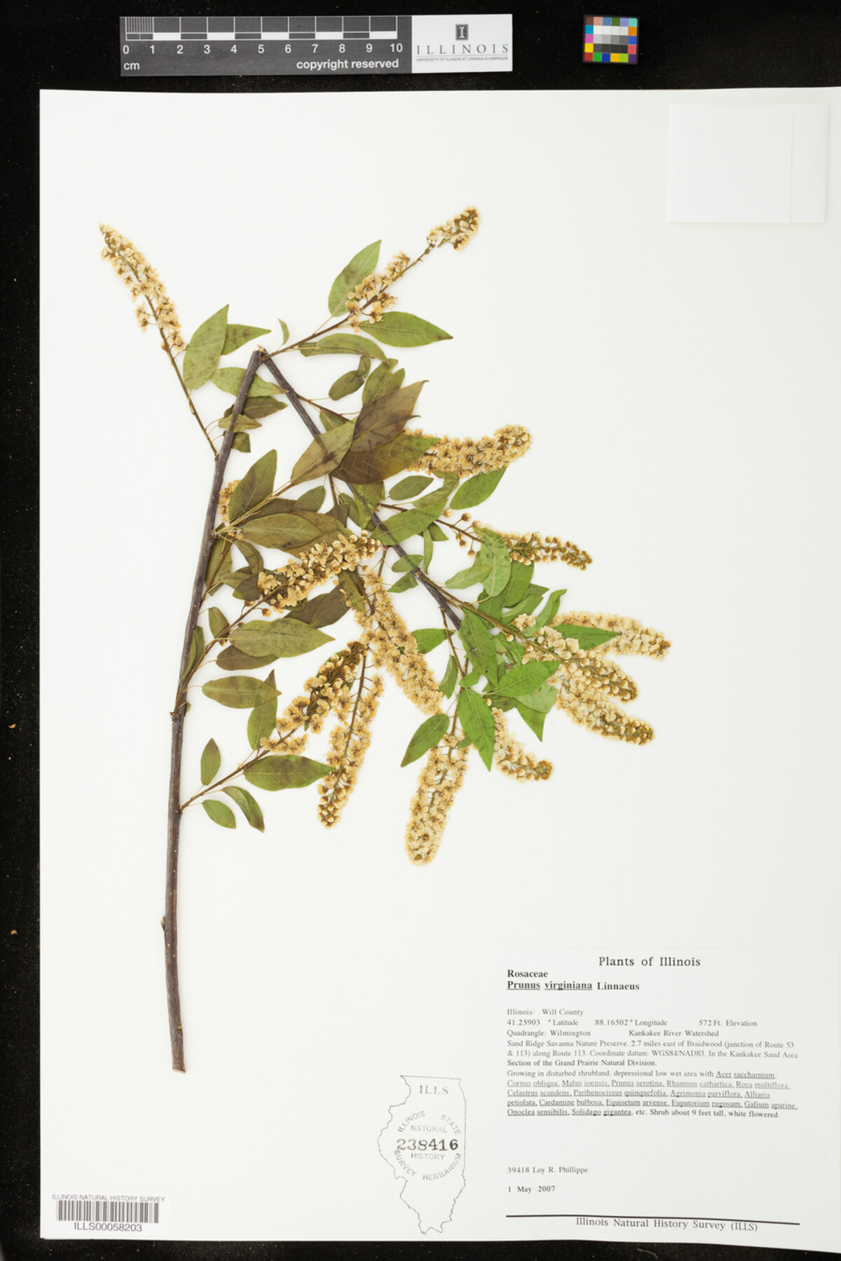 Prunus virginiana image