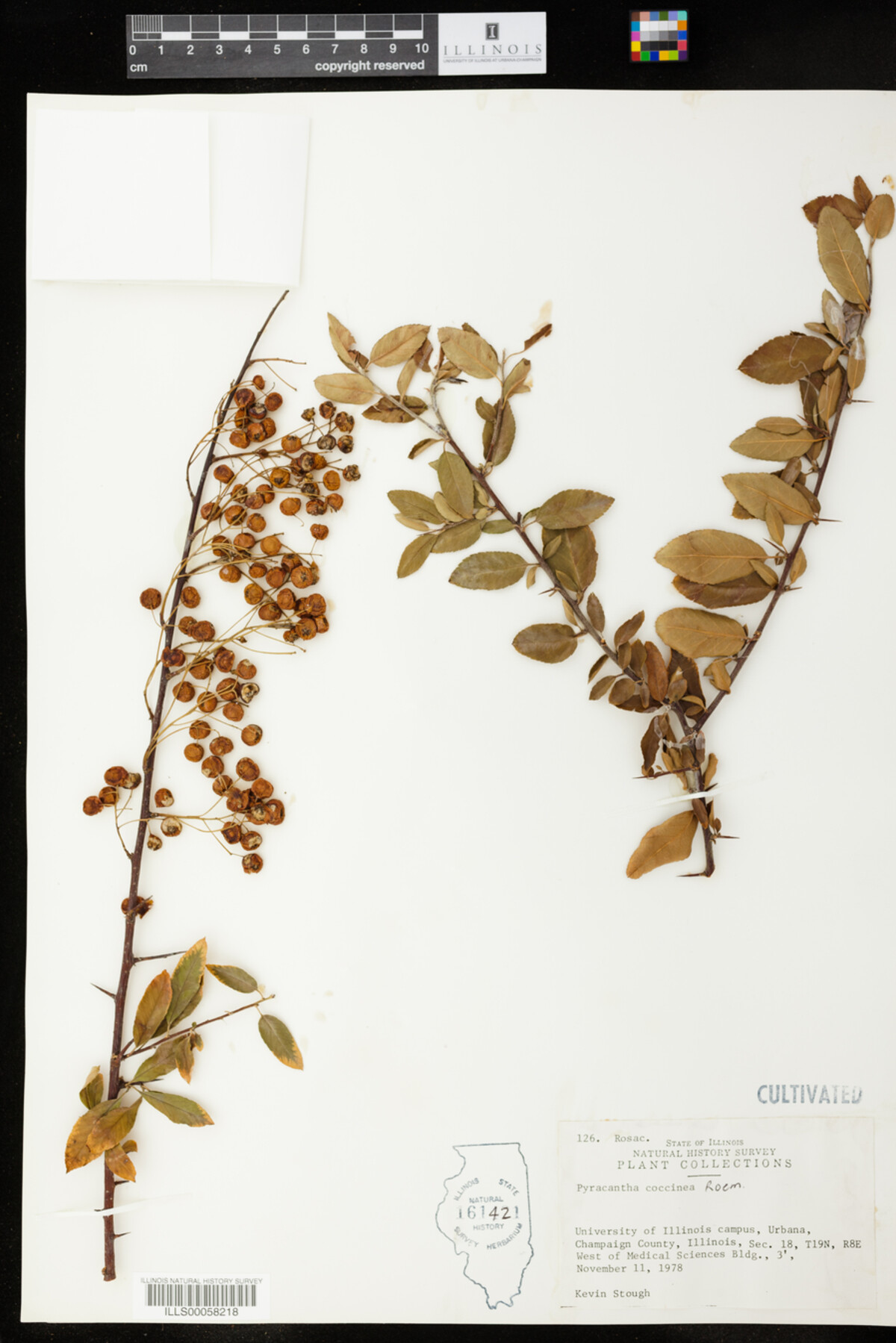 Pyracantha coccinea image