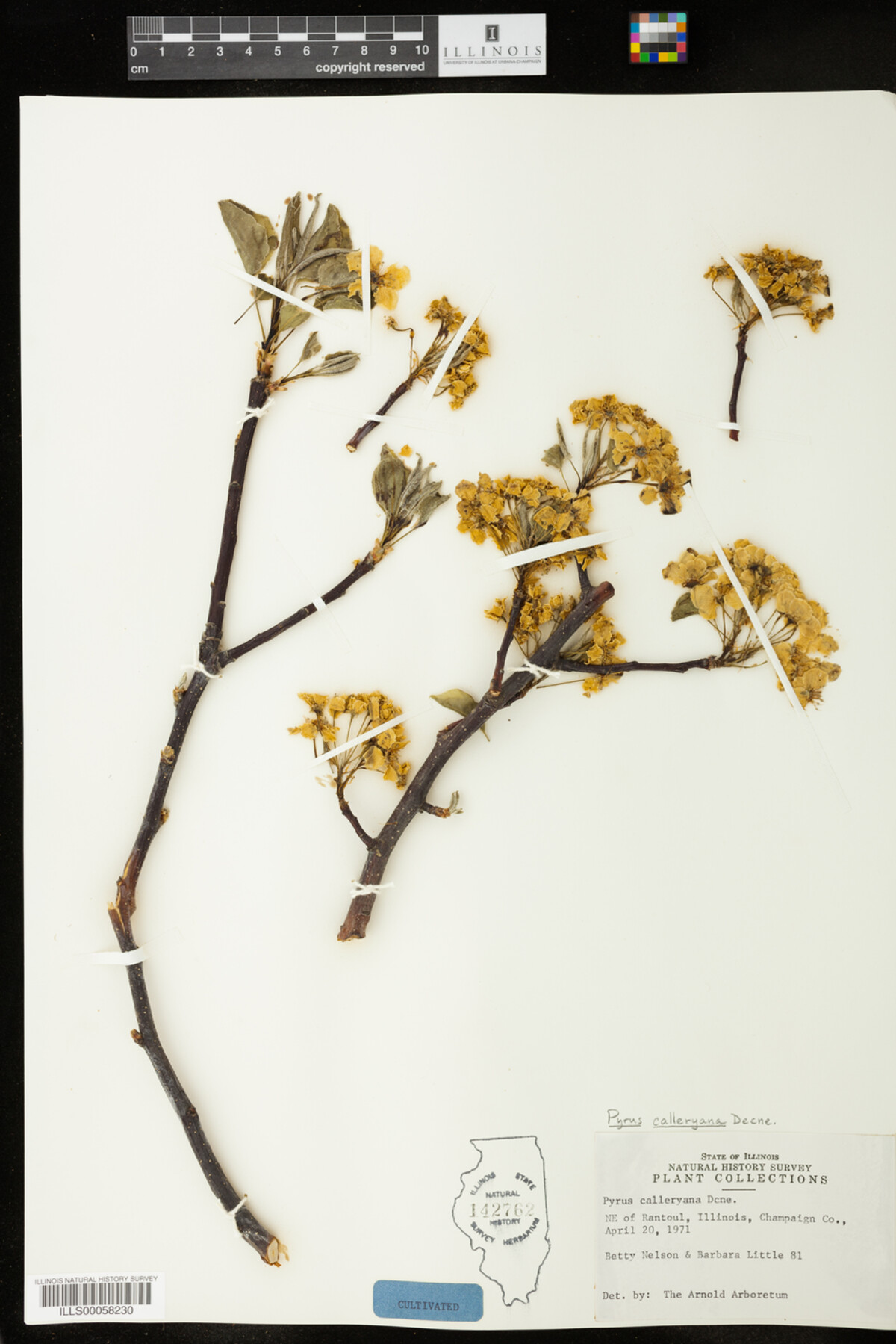 Pyrus calleryana image