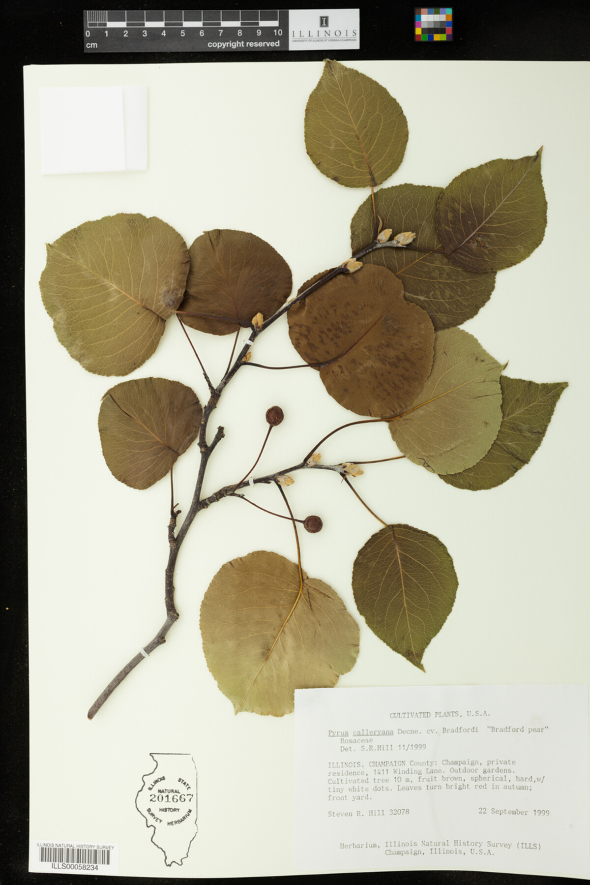 Pyrus calleryana image