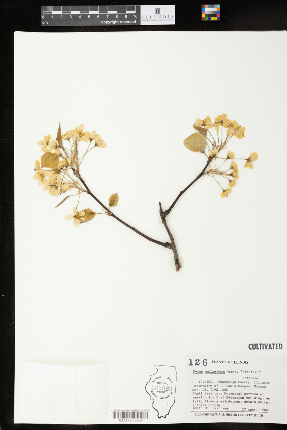 Pyrus calleryana image