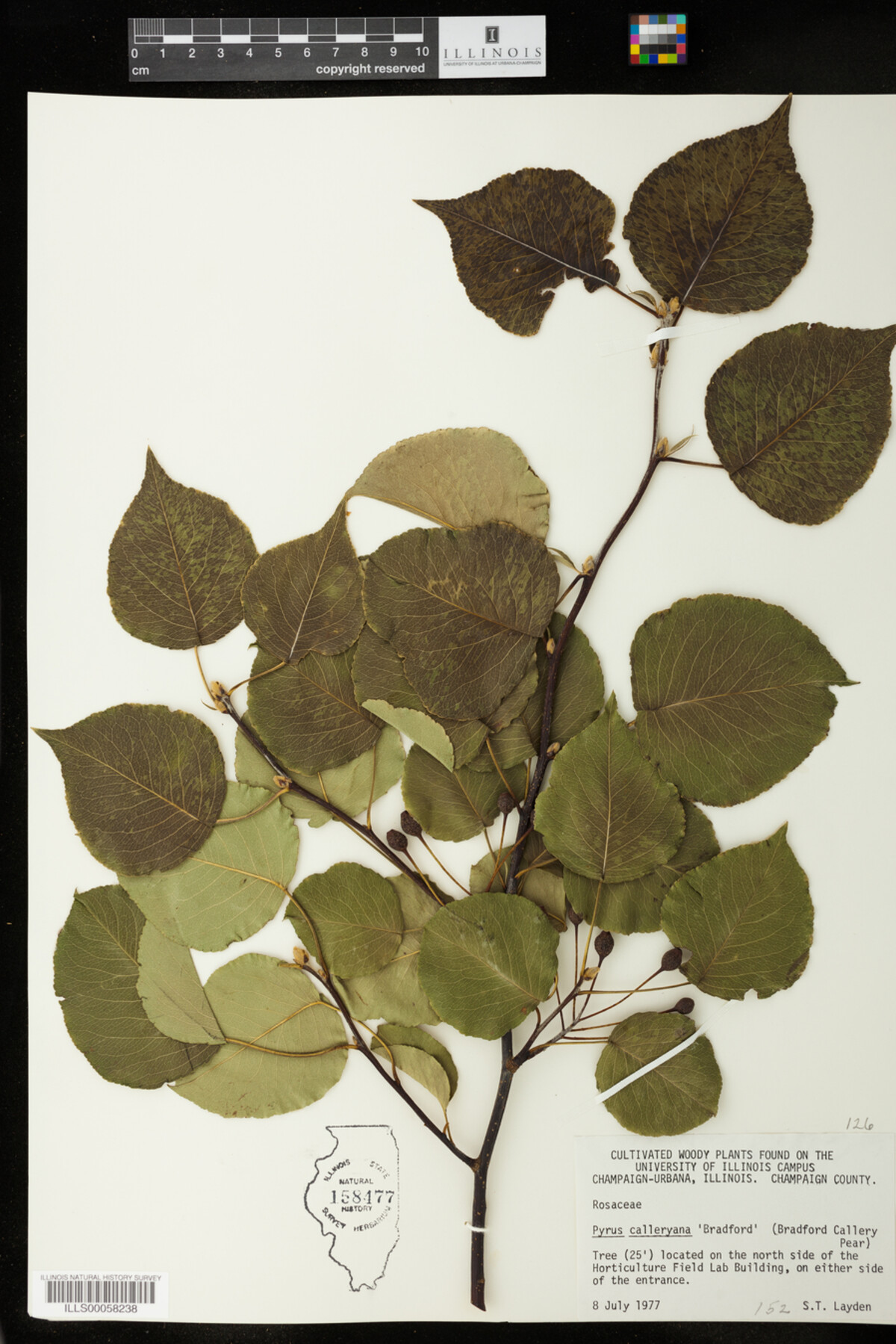 Pyrus calleryana image