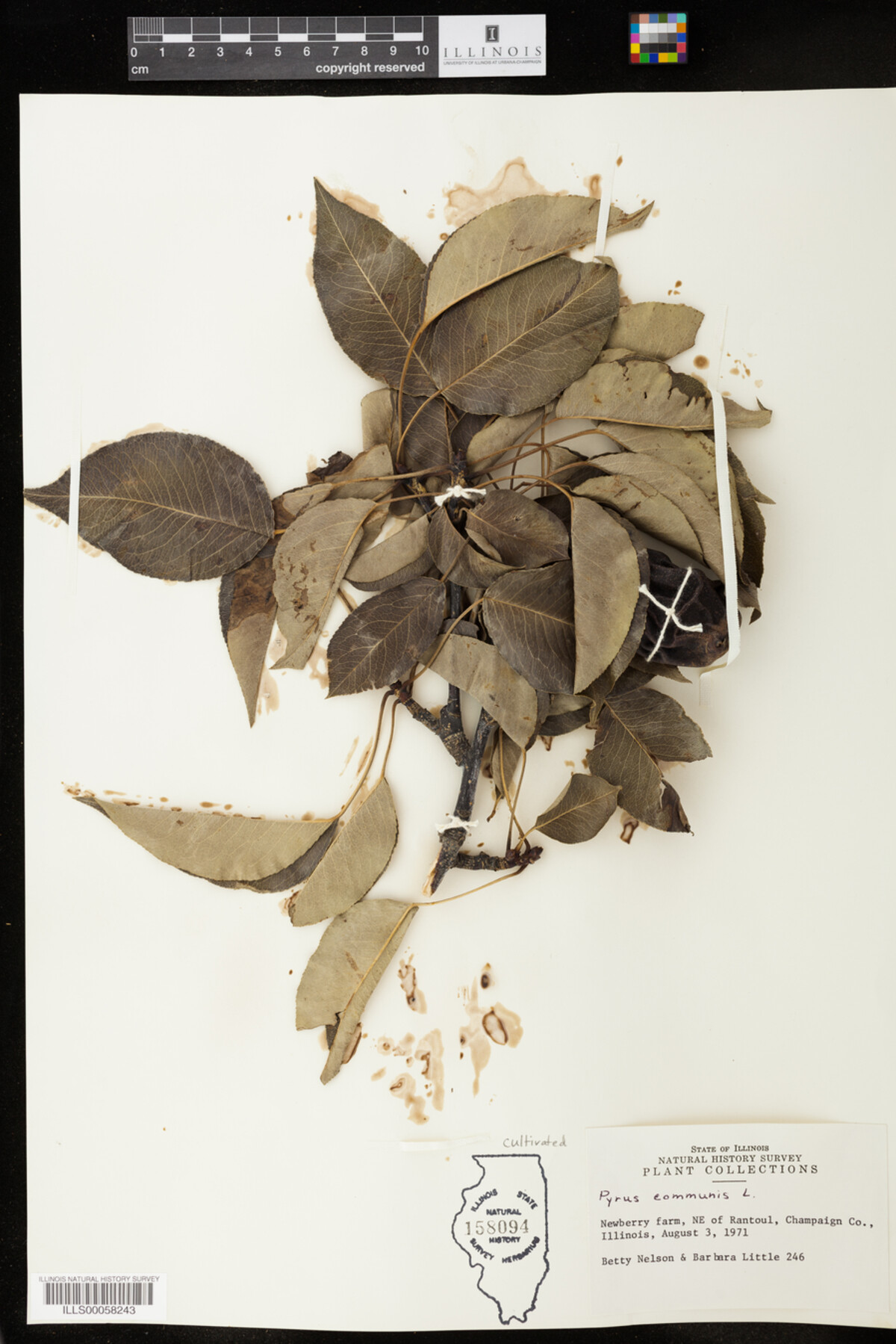 Pyrus communis image