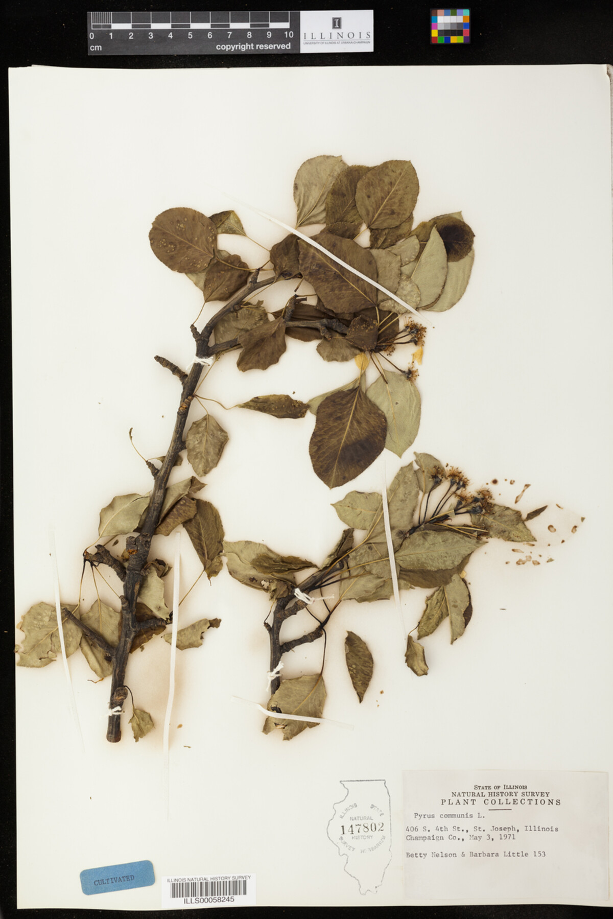 Pyrus communis image
