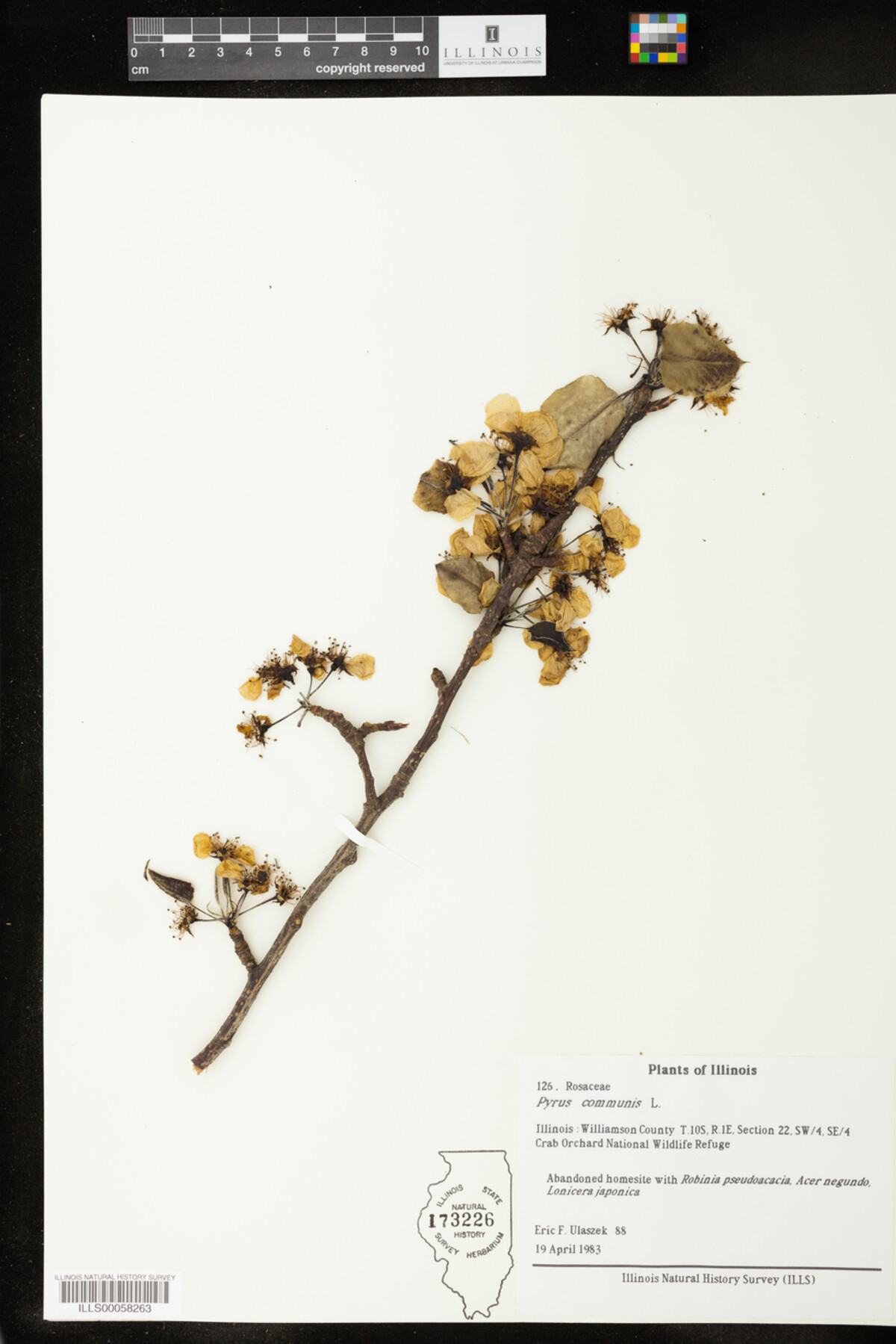 Pyrus image