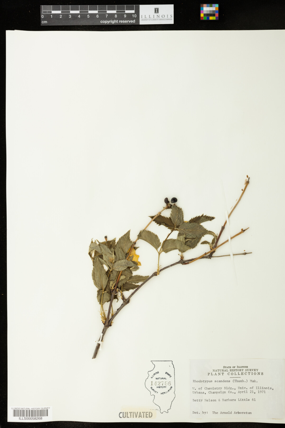 Rhodotypos scandens image