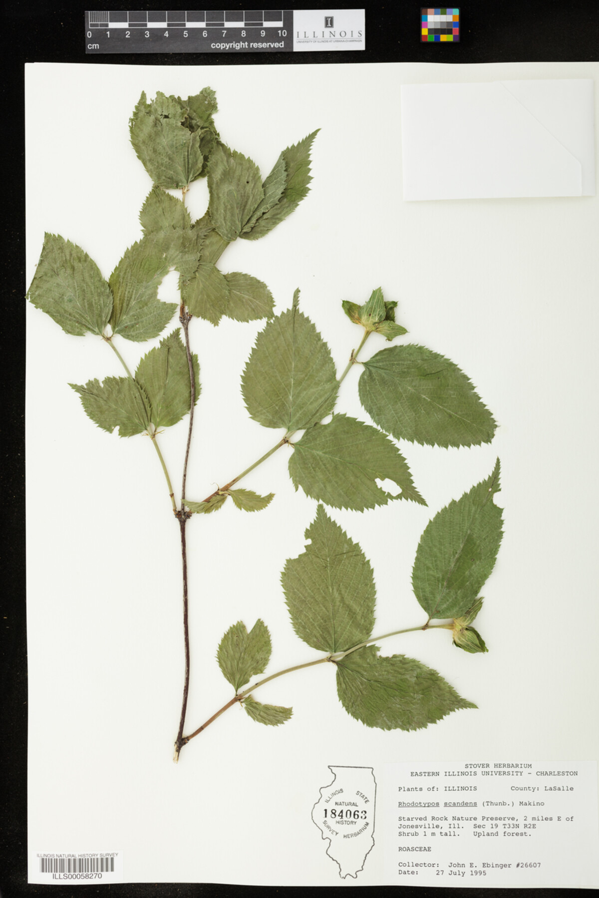 Rhodotypos image
