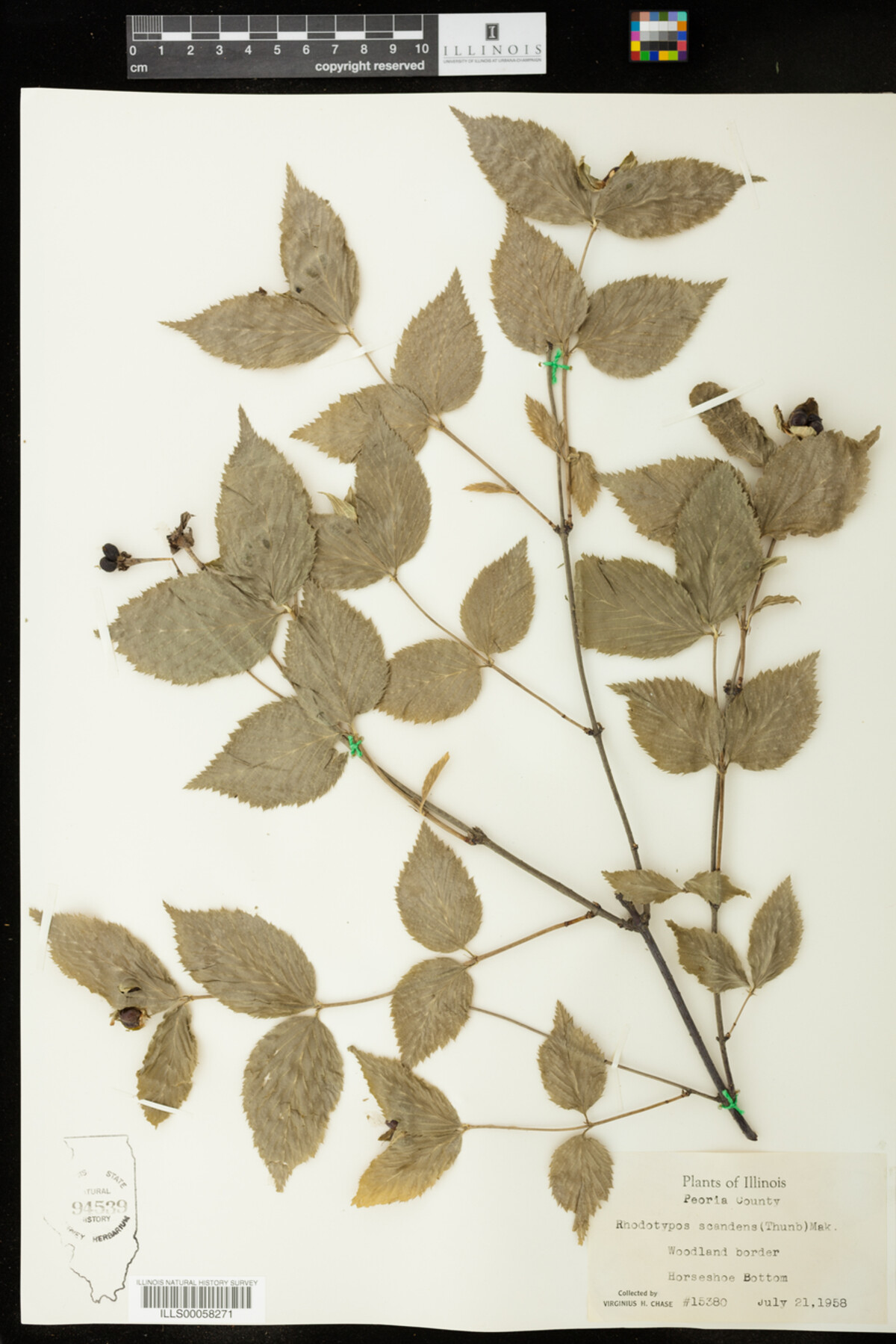 Rhodotypos scandens image