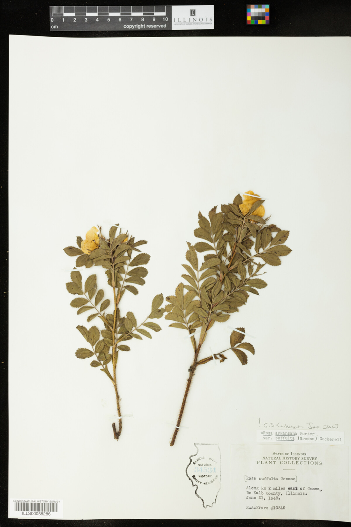 Rosa arkansana image