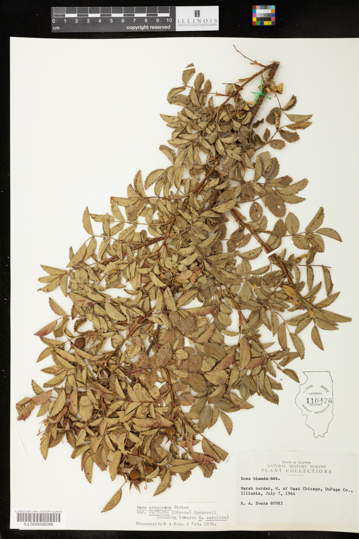 Rosa arkansana image