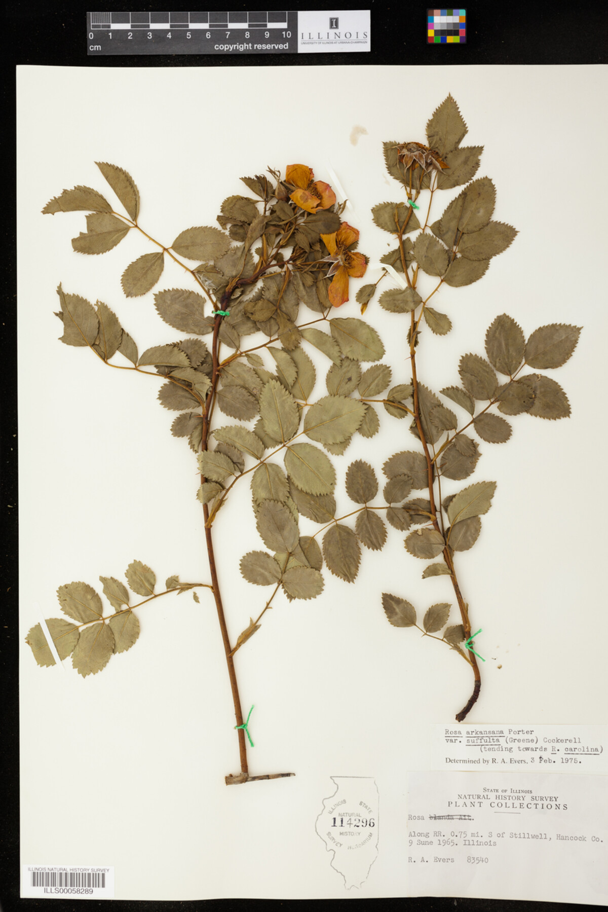 Rosa arkansana image