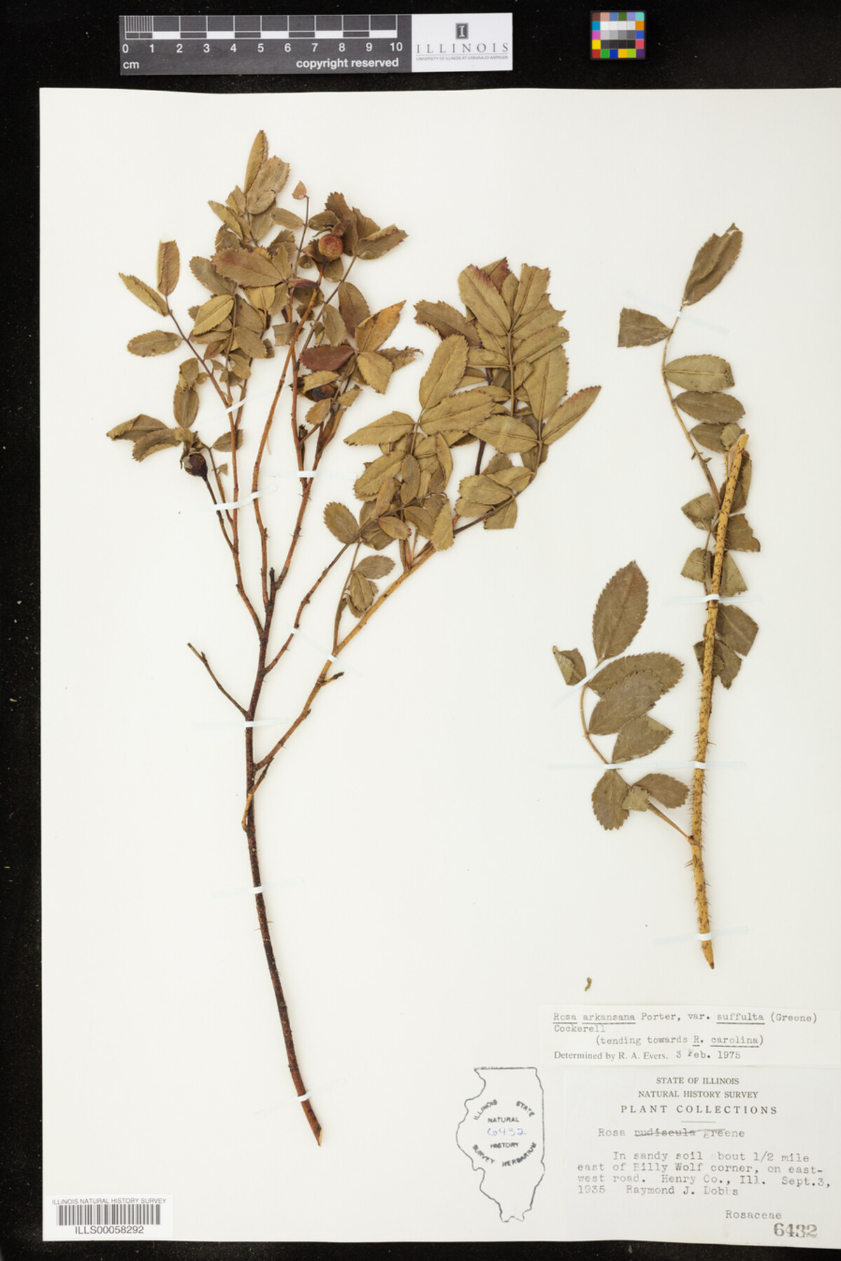 Rosa arkansana image