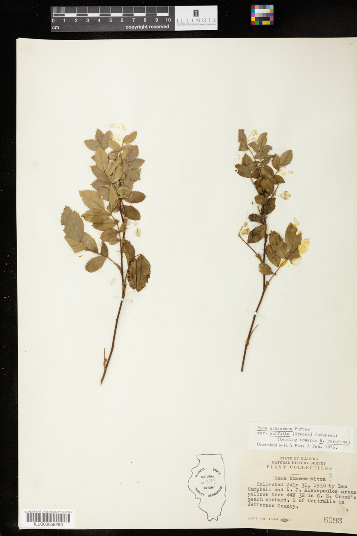 Rosa arkansana image