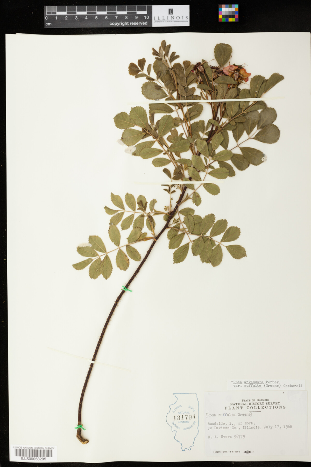 Rosa arkansana image