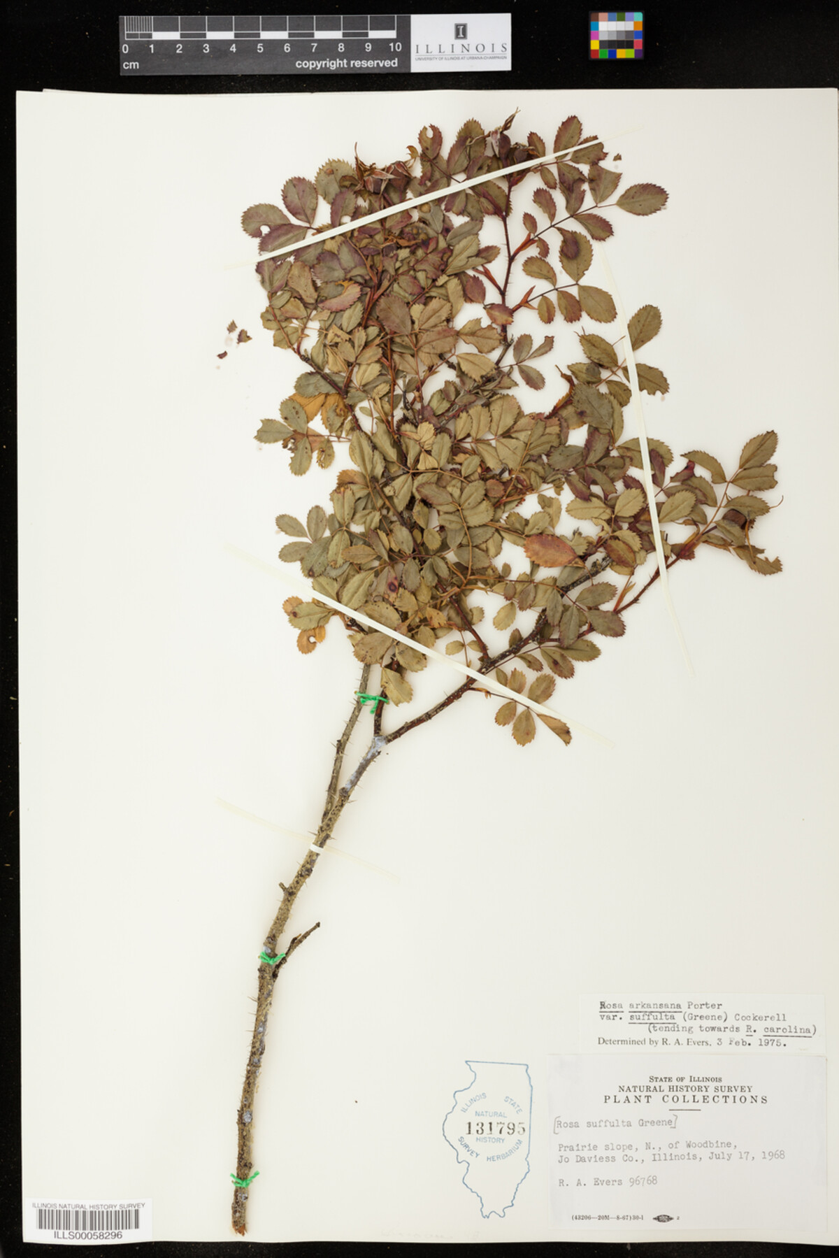 Rosa arkansana image