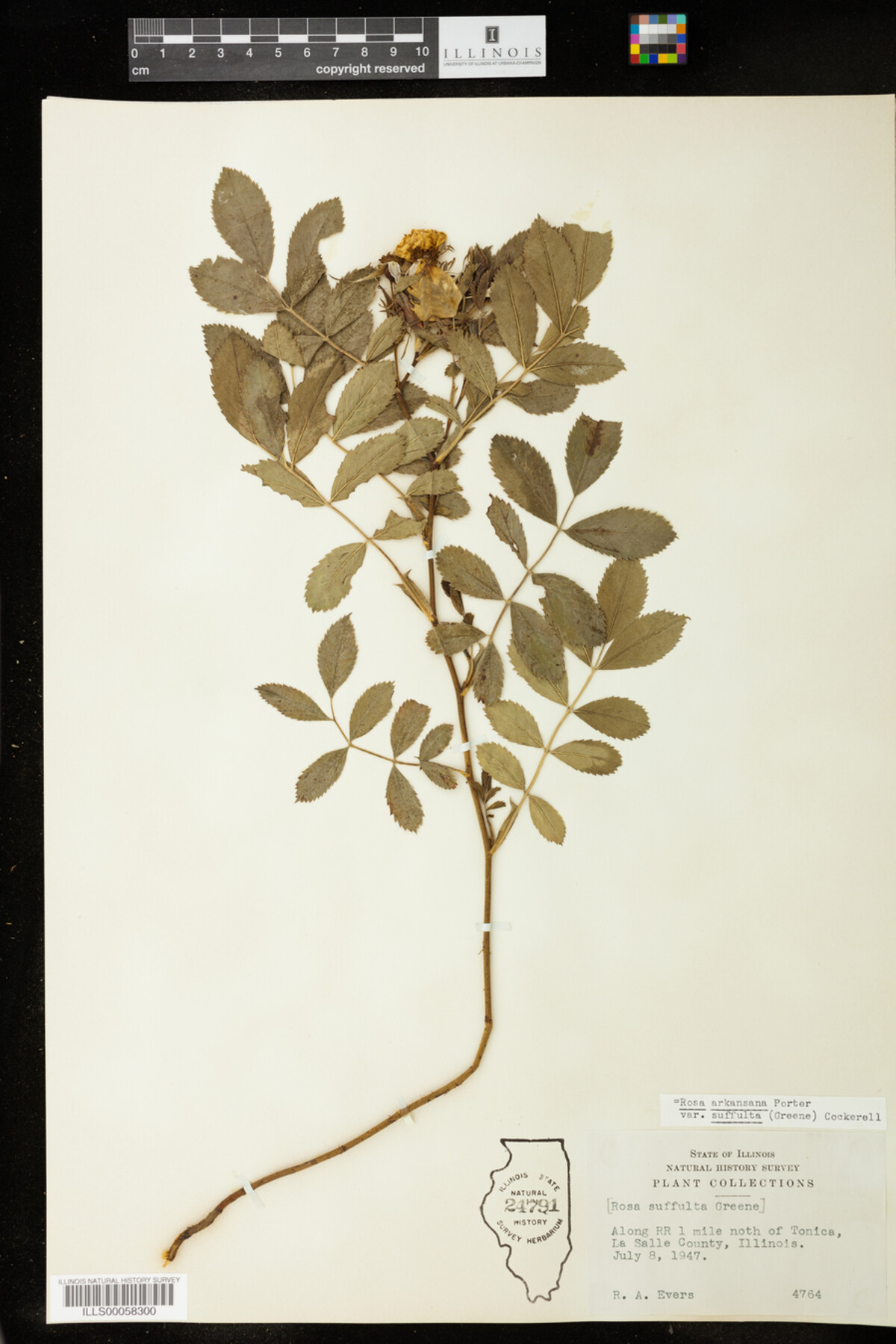 Rosa arkansana image