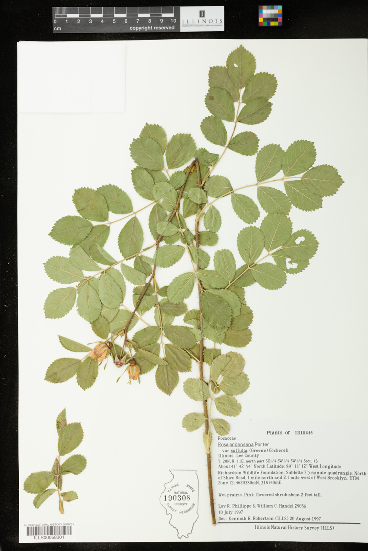 Rosa arkansana image