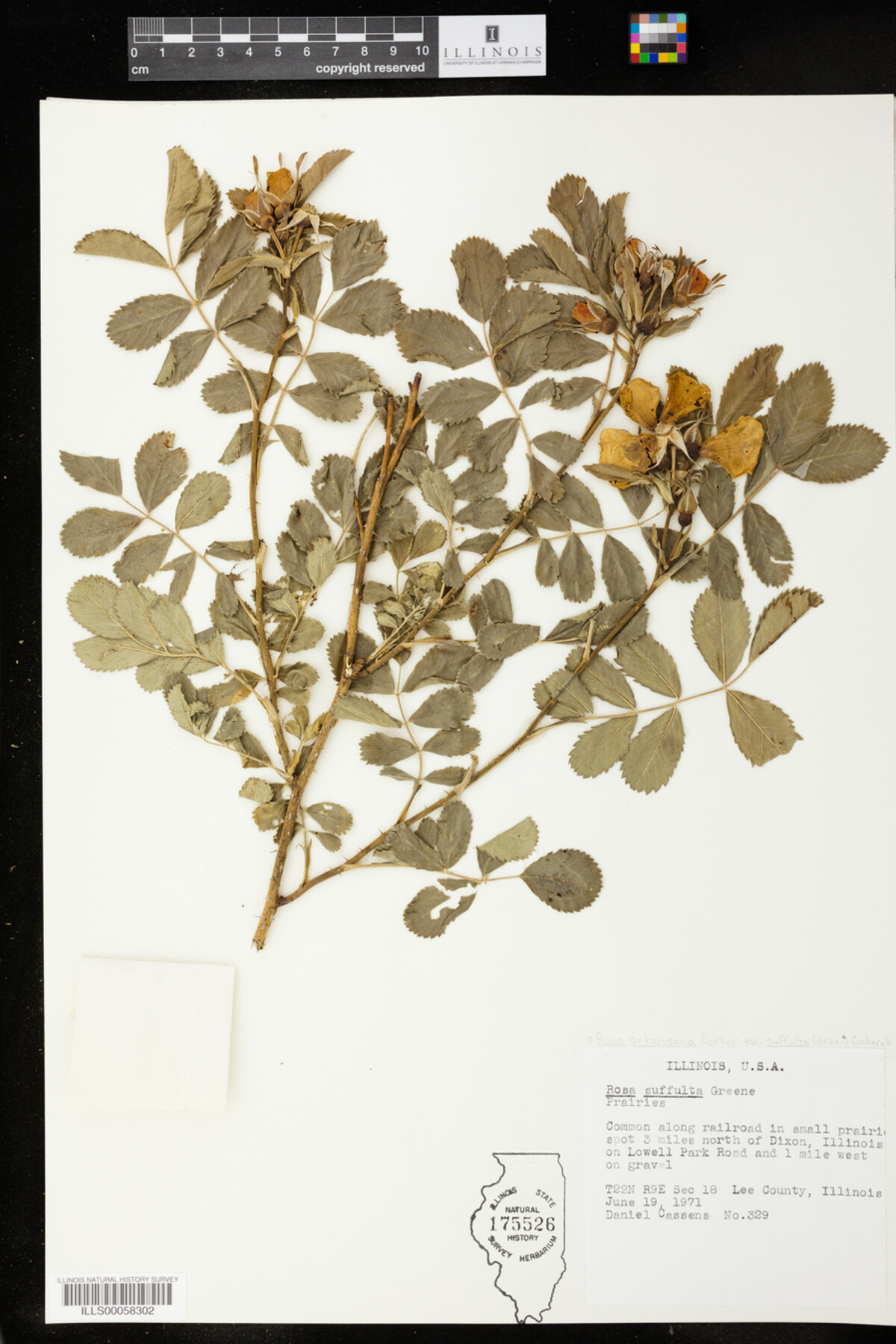 Rosa arkansana image