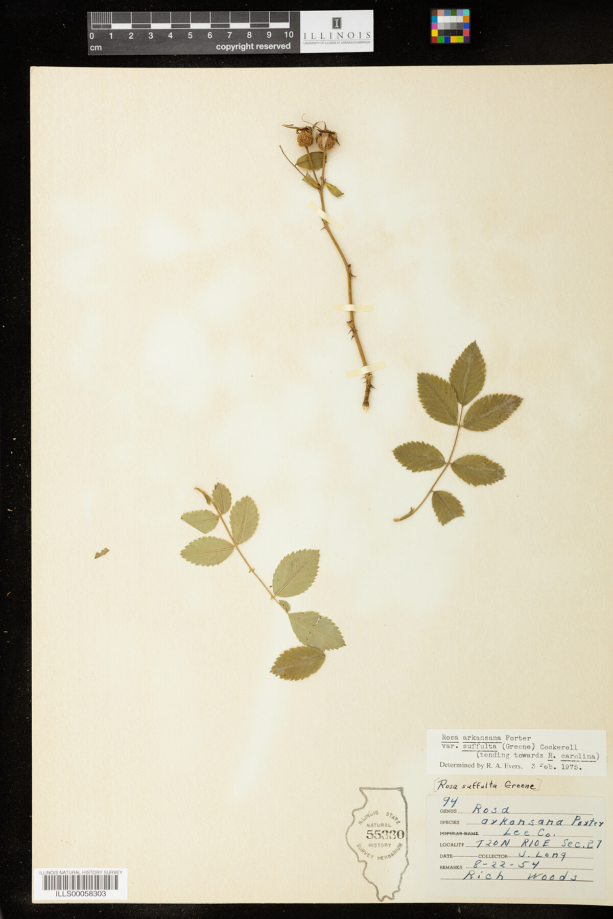 Rosa arkansana image