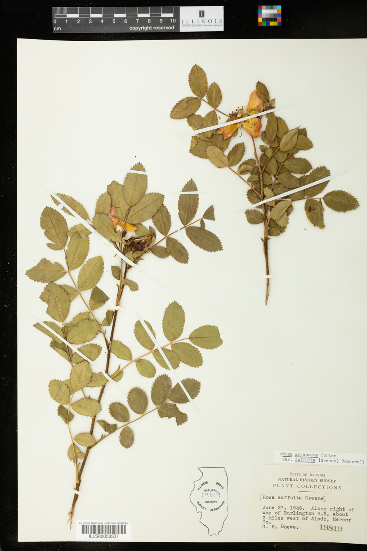 Rosa arkansana image