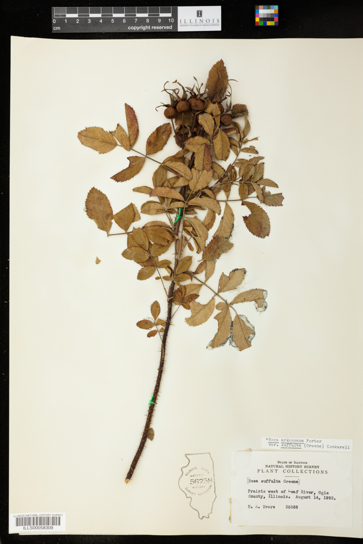 Rosa arkansana image