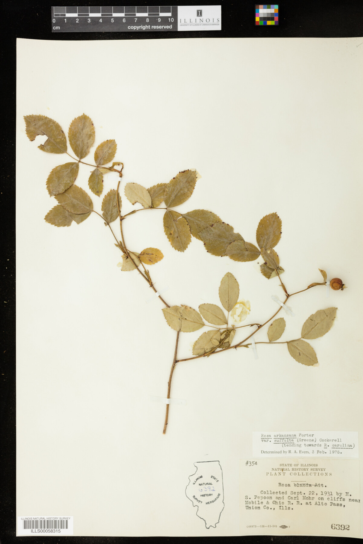 Rosa arkansana image