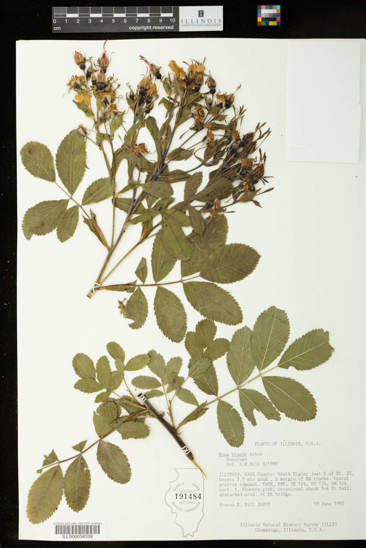 Rosa blanda image