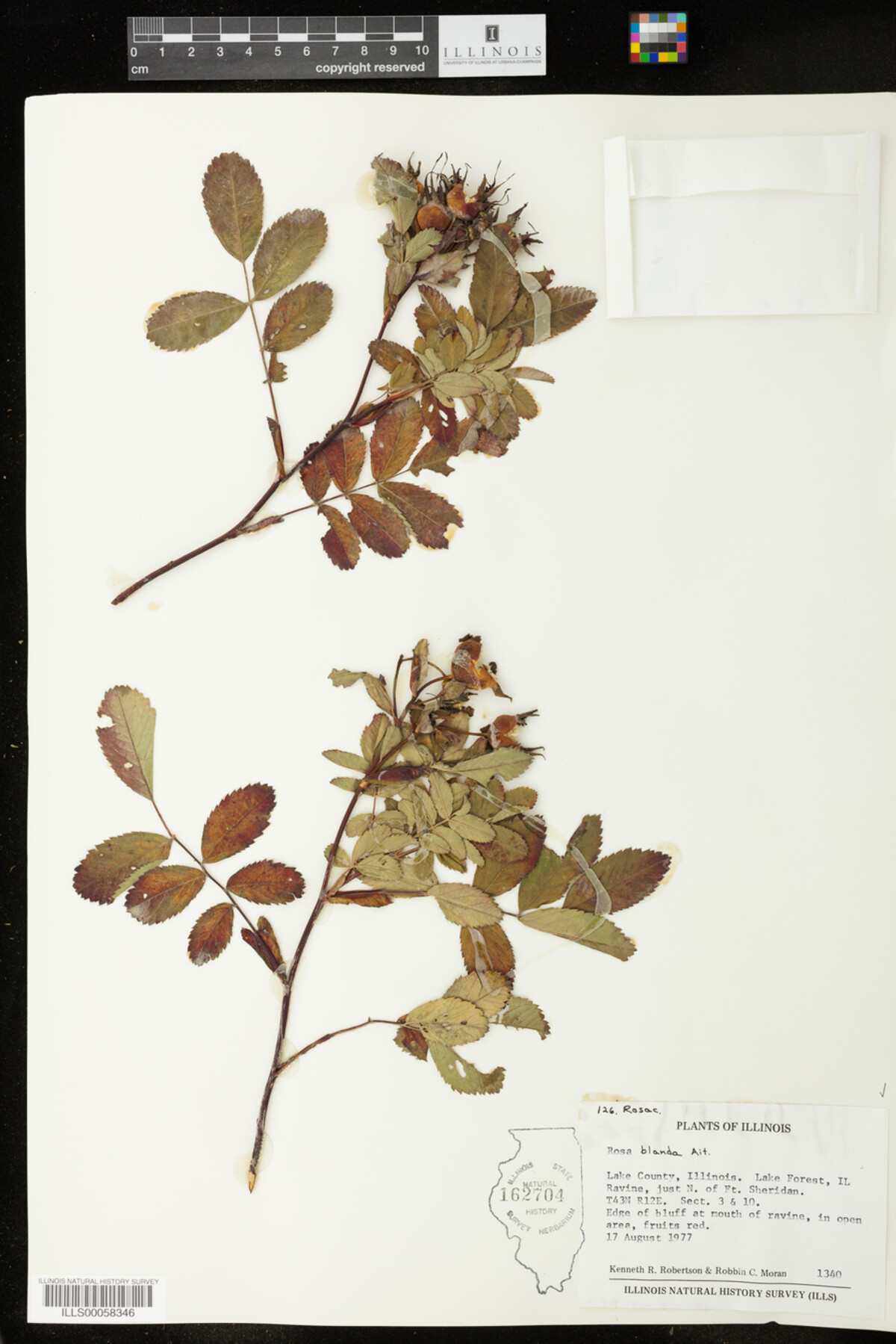 Rosa blanda image