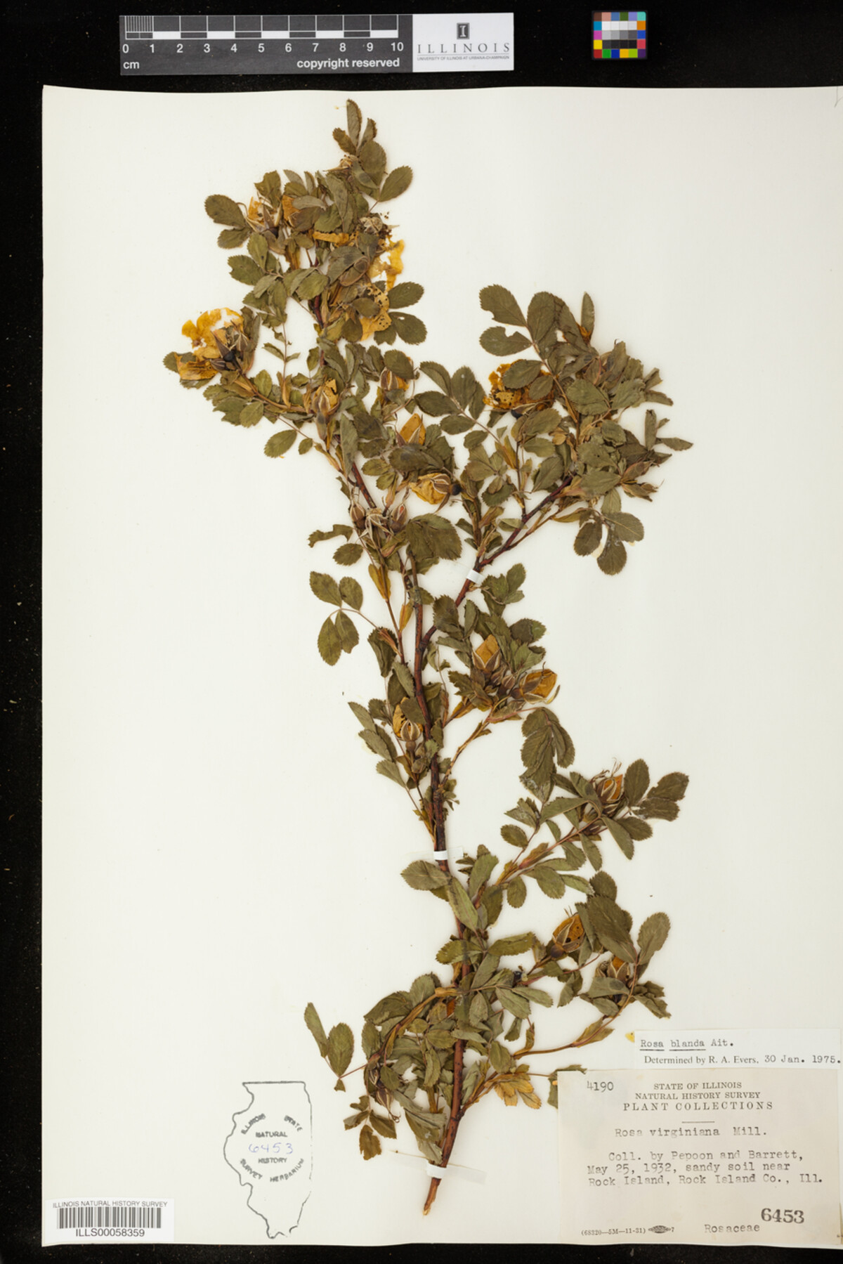Rosa blanda image