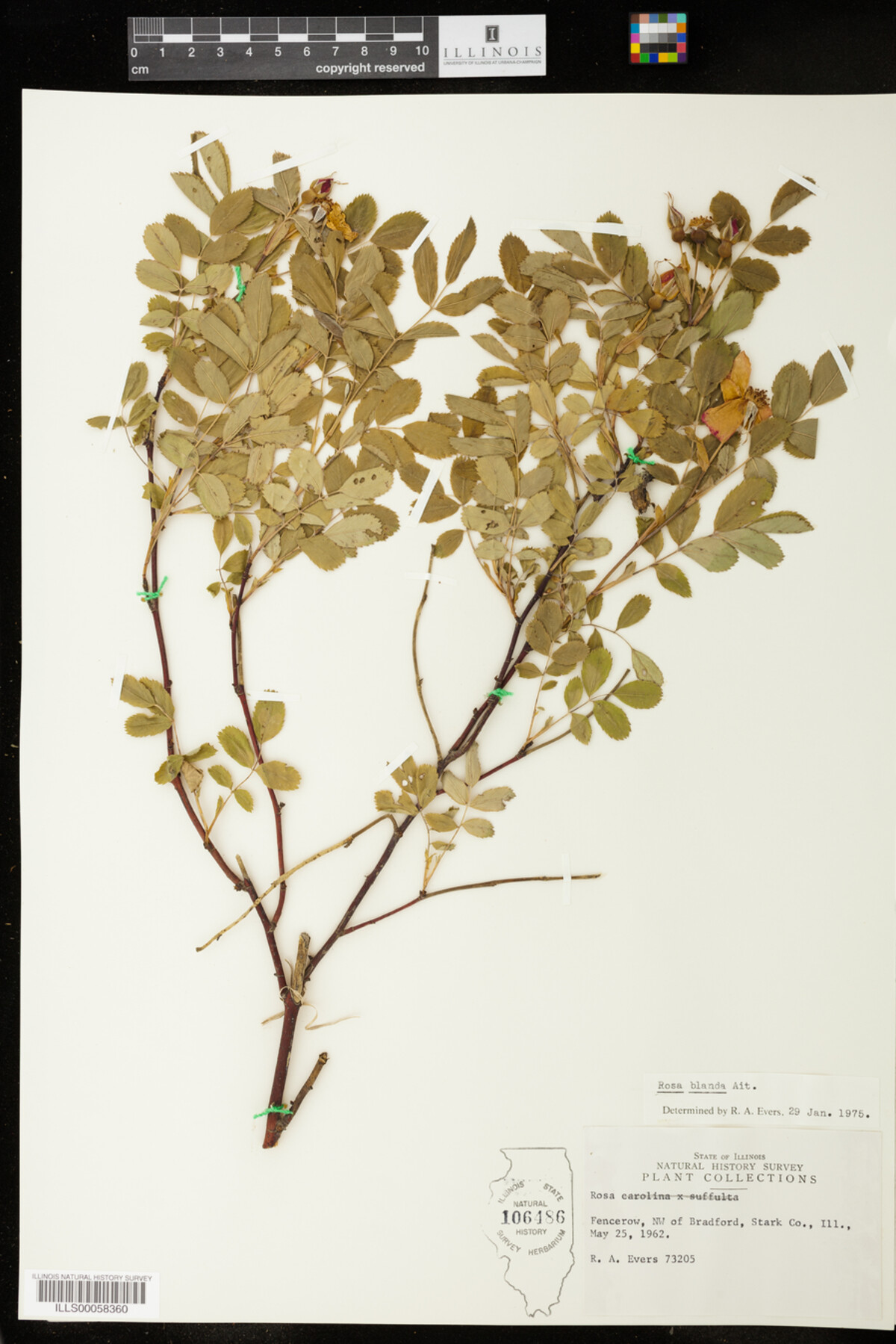 Rosa blanda image