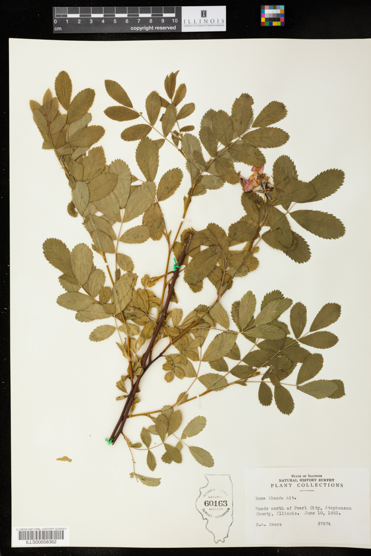 Rosa blanda image